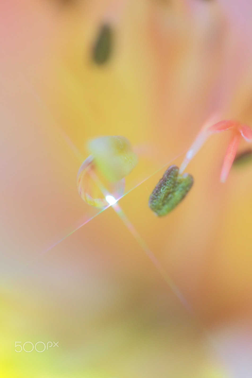 Canon EF 100mm F2.8 Macro USM sample photo. Stamens and pistils and drop photography