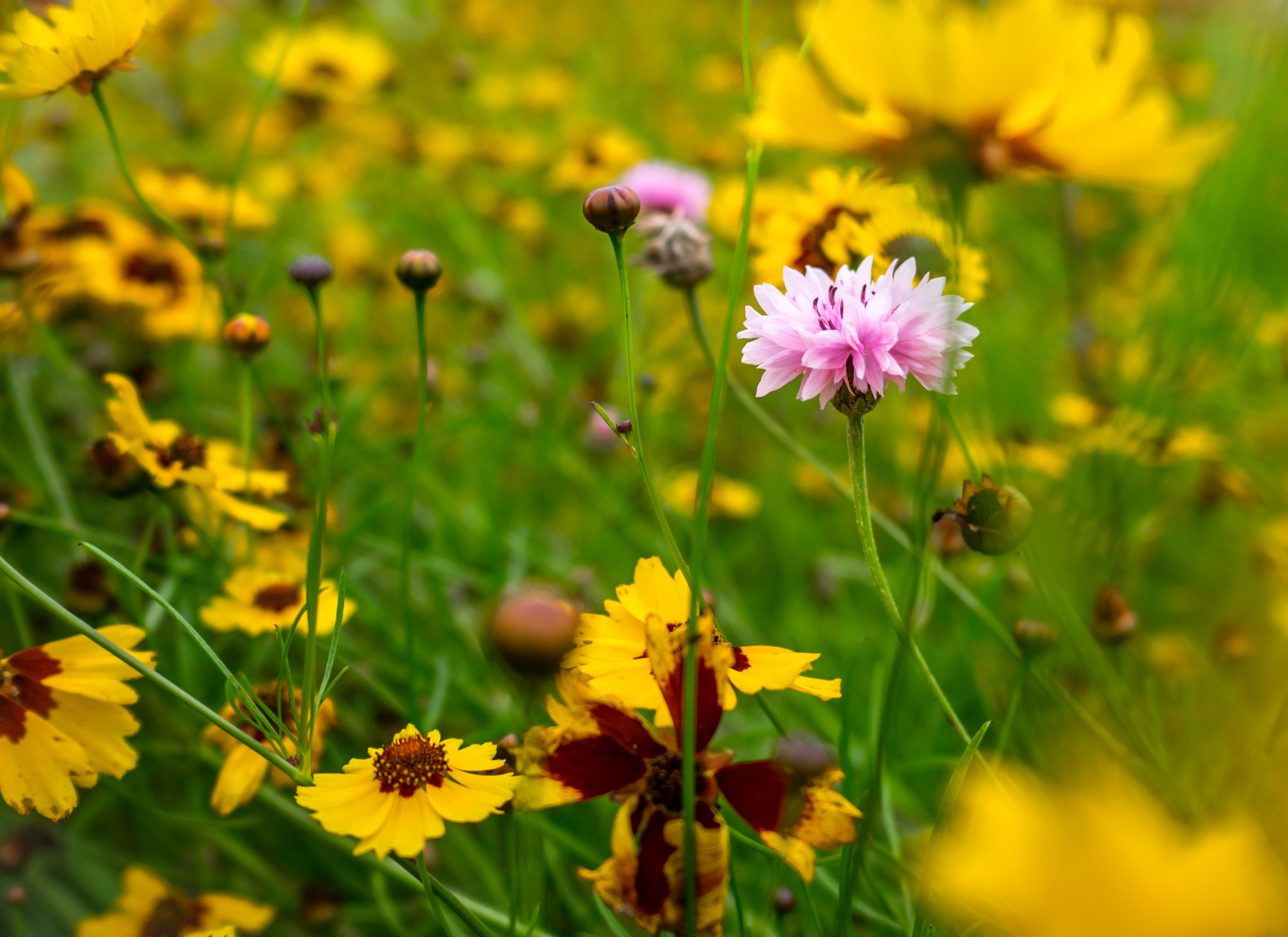 Panasonic Lumix DMC-GM1 + LEICA DG SUMMILUX 15/F1.7 sample photo. Wild pink misfit photography