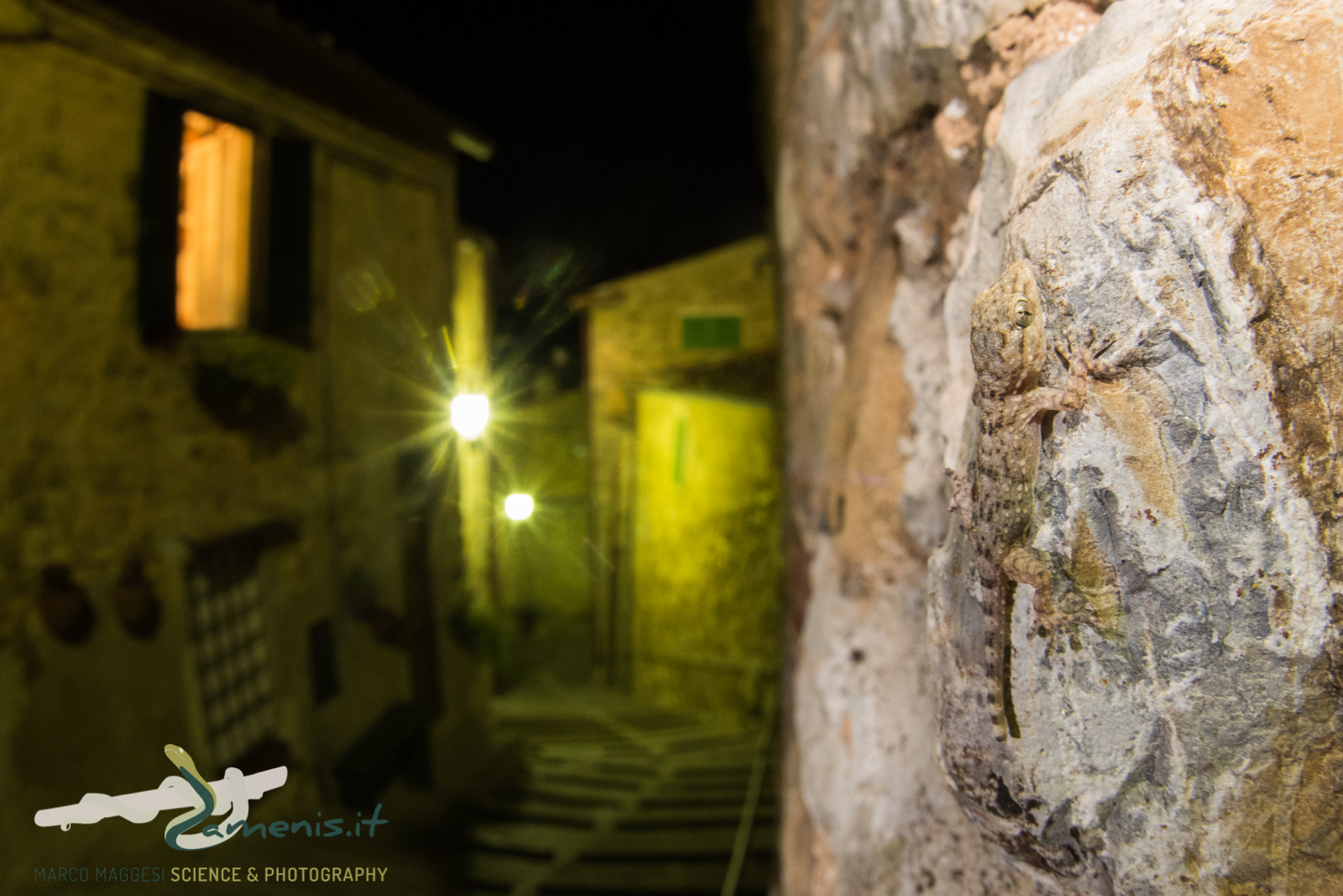 Nikon D810 + Sigma 15mm F2.8 EX DG Diagonal Fisheye sample photo. Moorish wall gecko (tarentola mauritanica) photography
