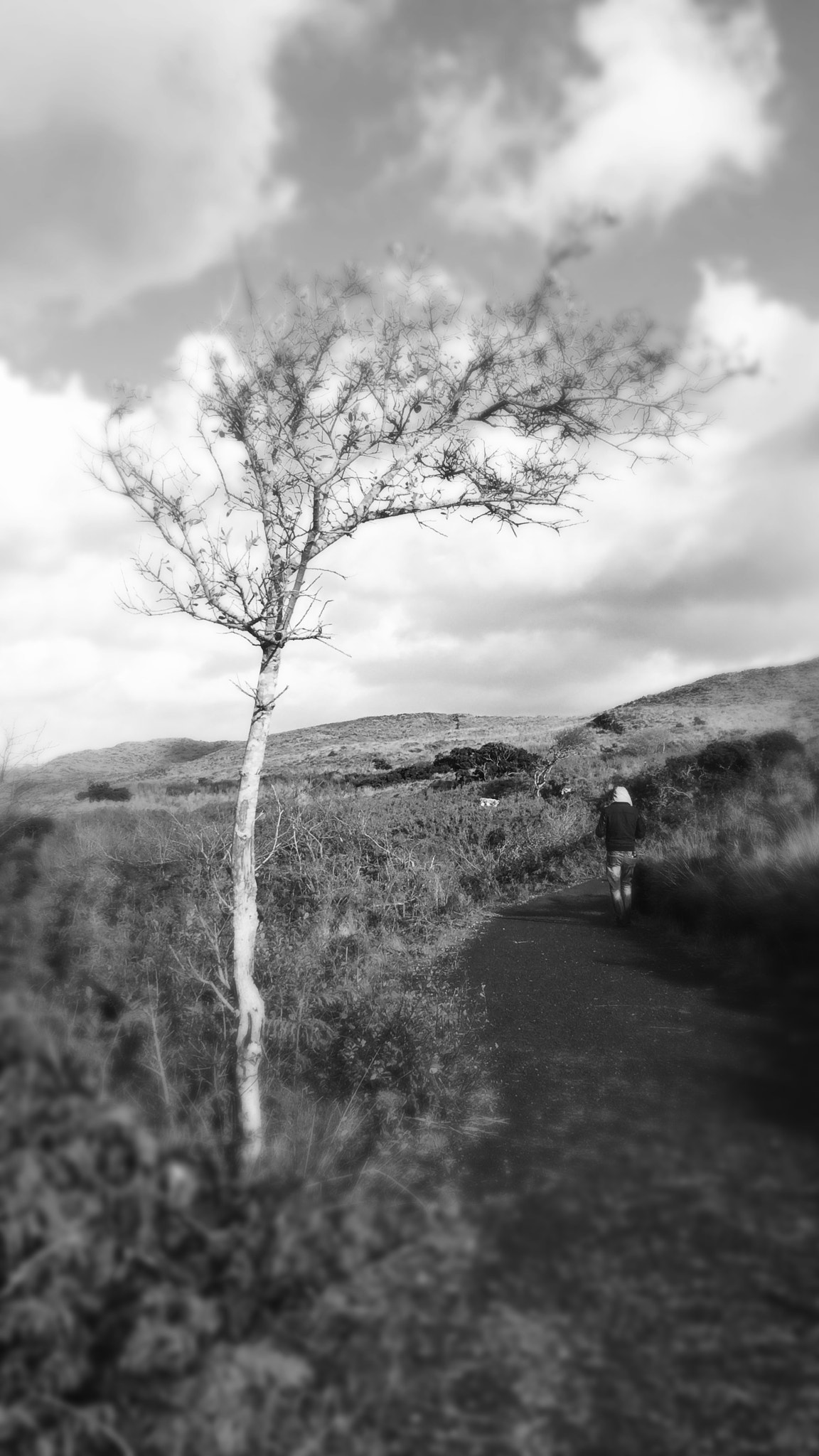 Hipstamatic 303 sample photo. Tree photography