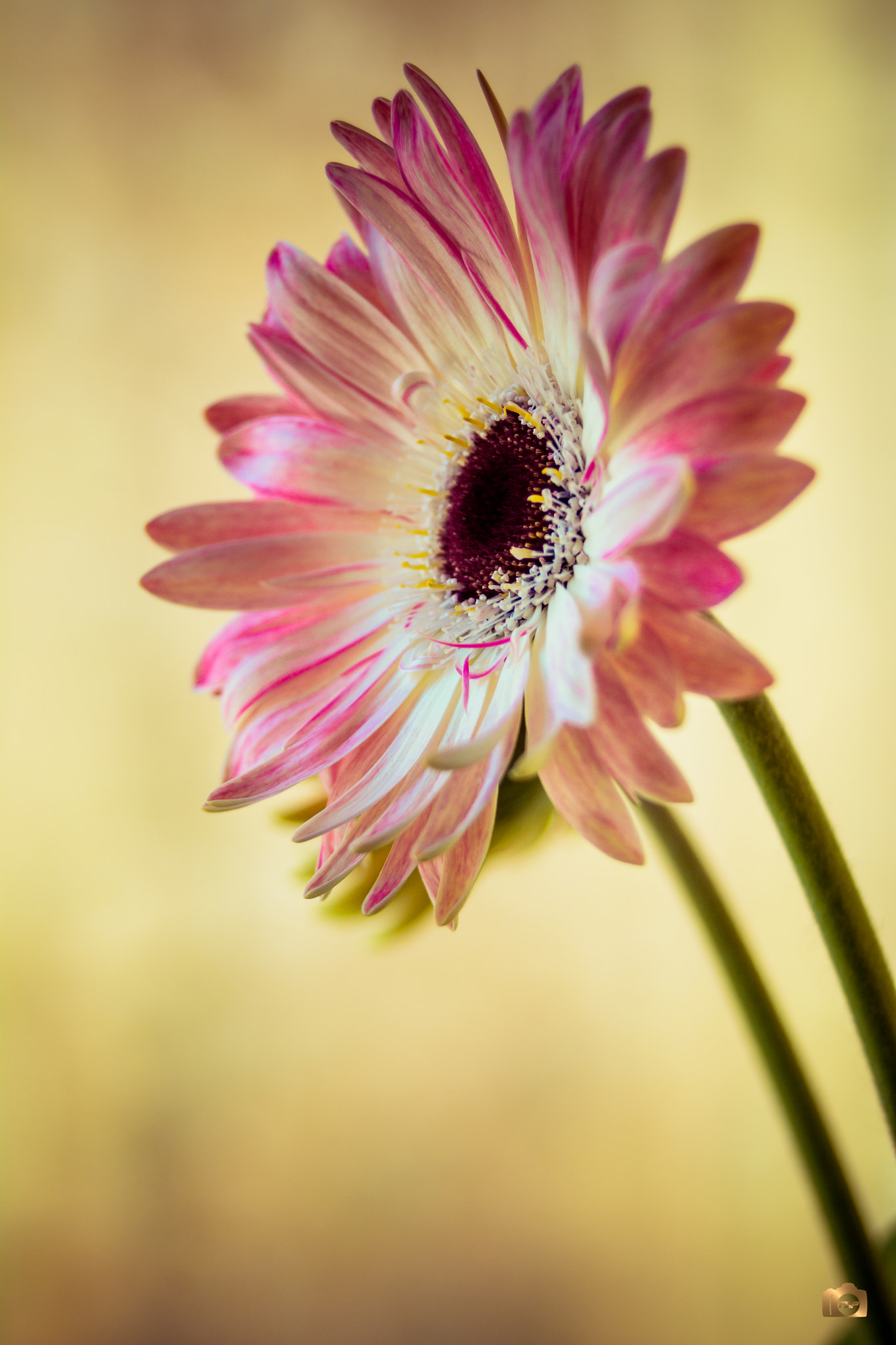 Nikon D7100 + AF Zoom-Nikkor 28-70mm f/3.5-4.5 sample photo. Flower-power series photography