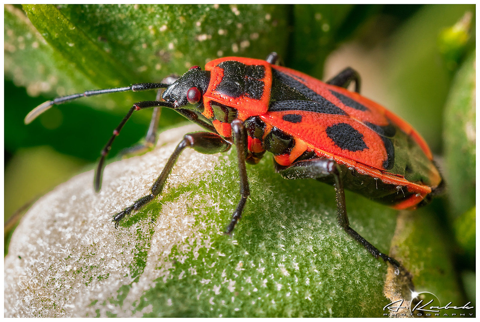 Nikon D500 sample photo. Red bug photography