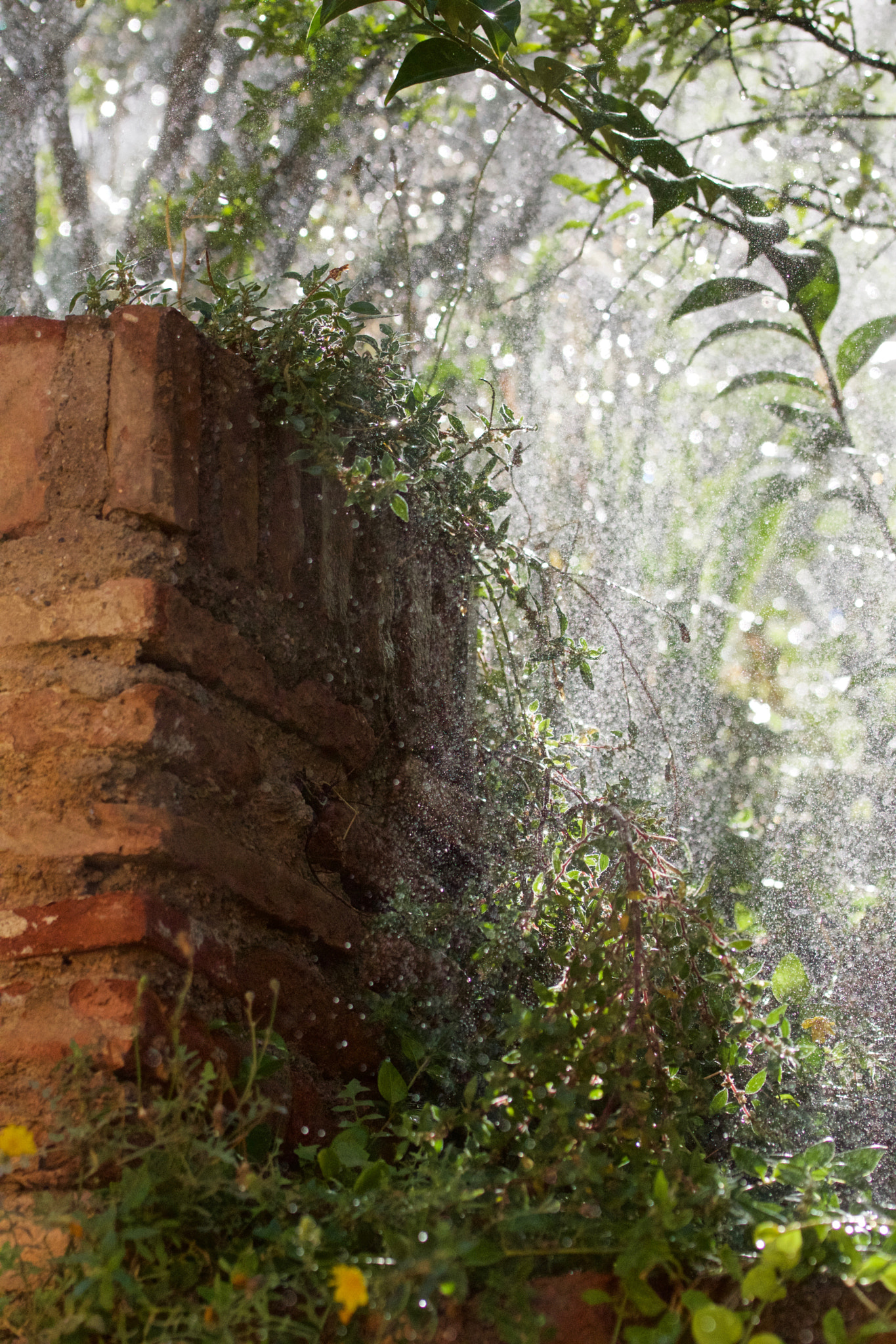 Sony SLT-A77 + 90mm F2.8 Macro SSM sample photo. Take a shower @ generalife photography