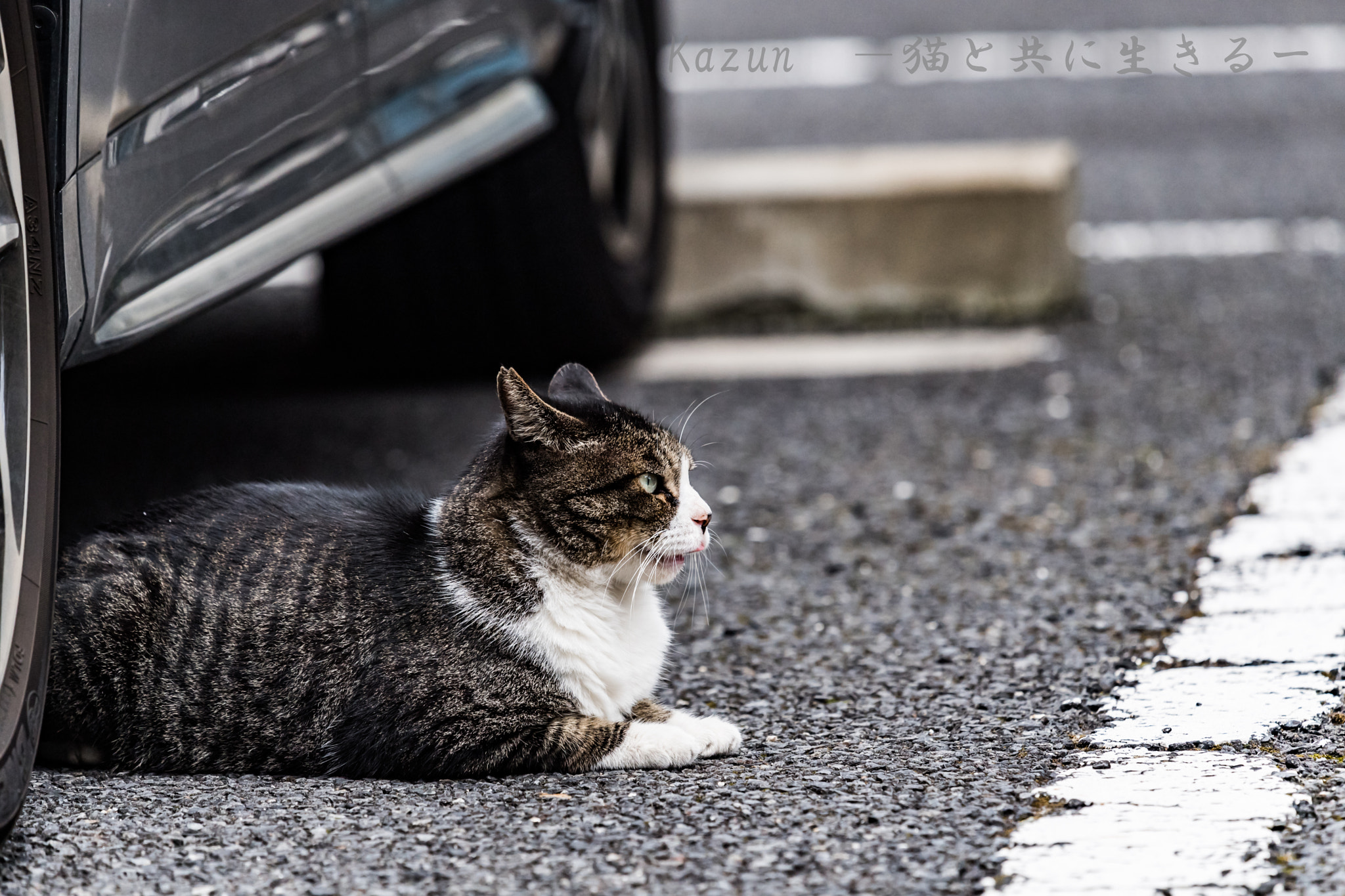 Nikon Nikkor AF-S 300mm F4E PF ED VR sample photo. スフィンクス！ photography