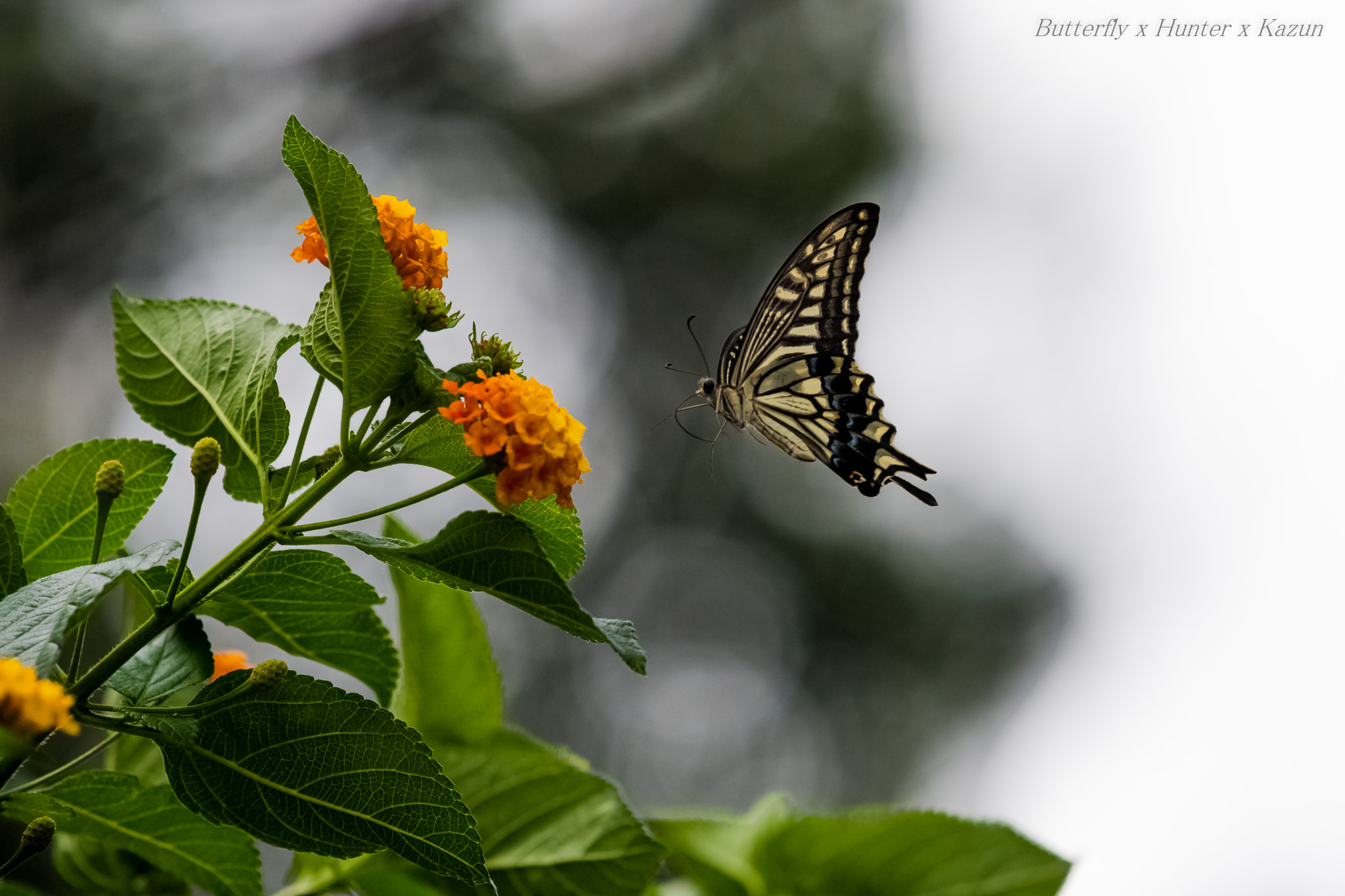 Nikon Nikkor AF-S 300mm F4E PF ED VR sample photo. Like flower photography