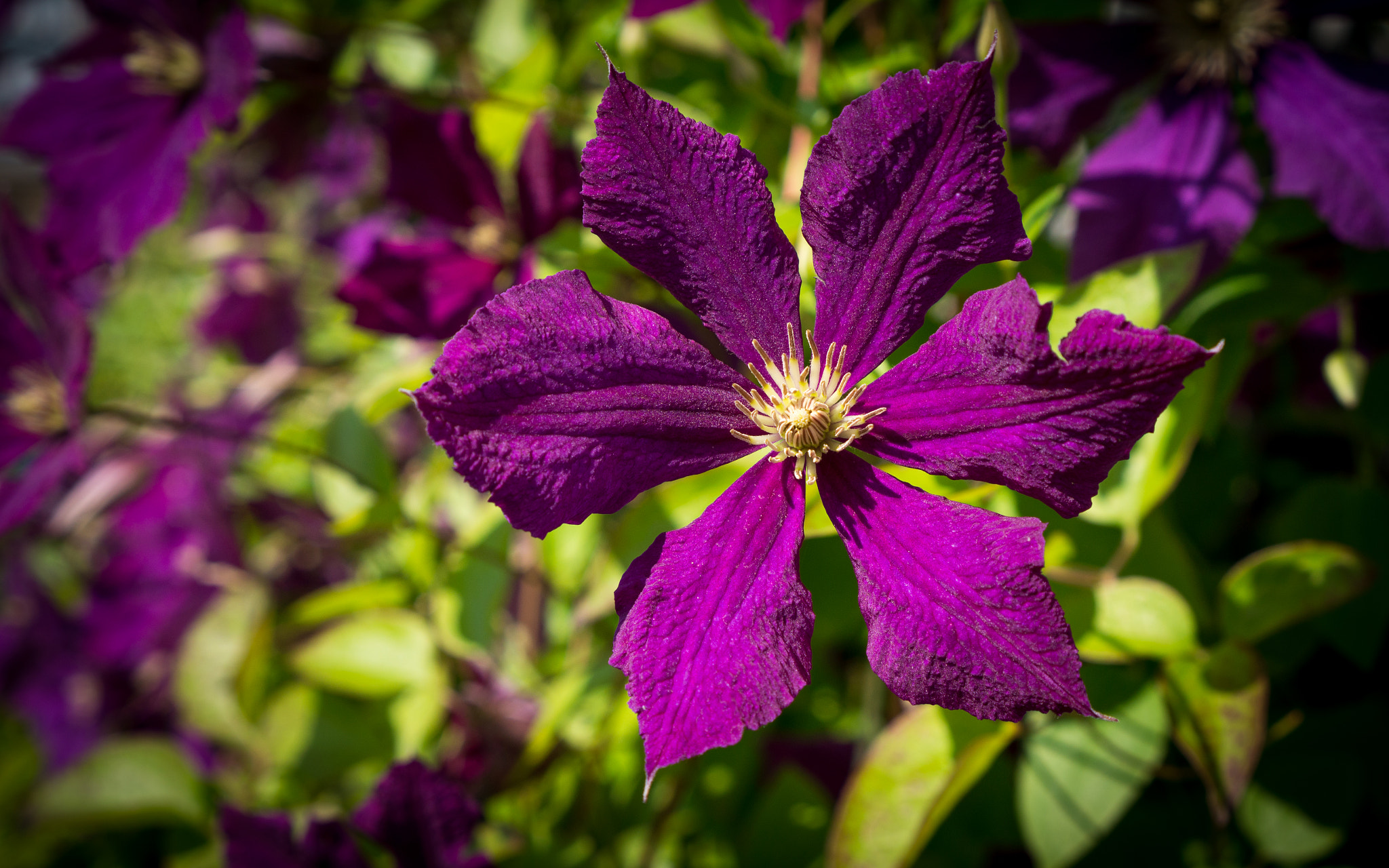 Sony E 35mm F1.8 OSS sample photo. *** photography