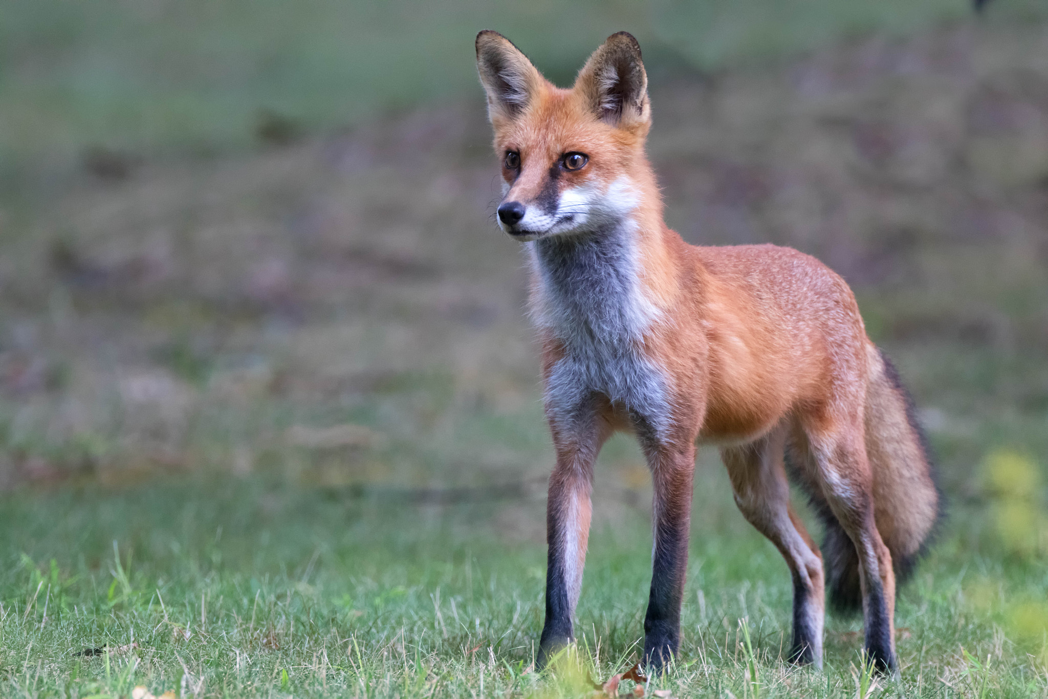 Canon EF 500mm F4L IS USM sample photo. Twig the red fox photography