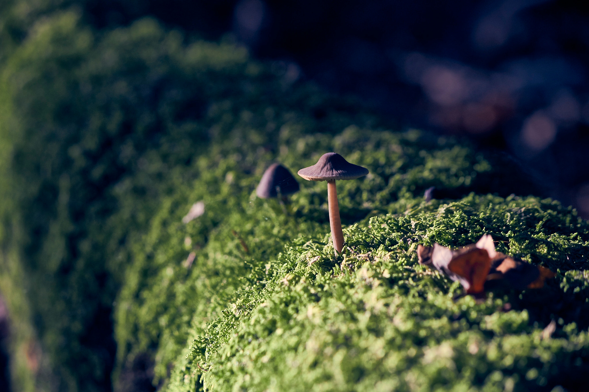 Canon EOS 750D (EOS Rebel T6i / EOS Kiss X8i) + Canon EF-S 55-250mm F4-5.6 IS sample photo. Mushroom in the sun photography