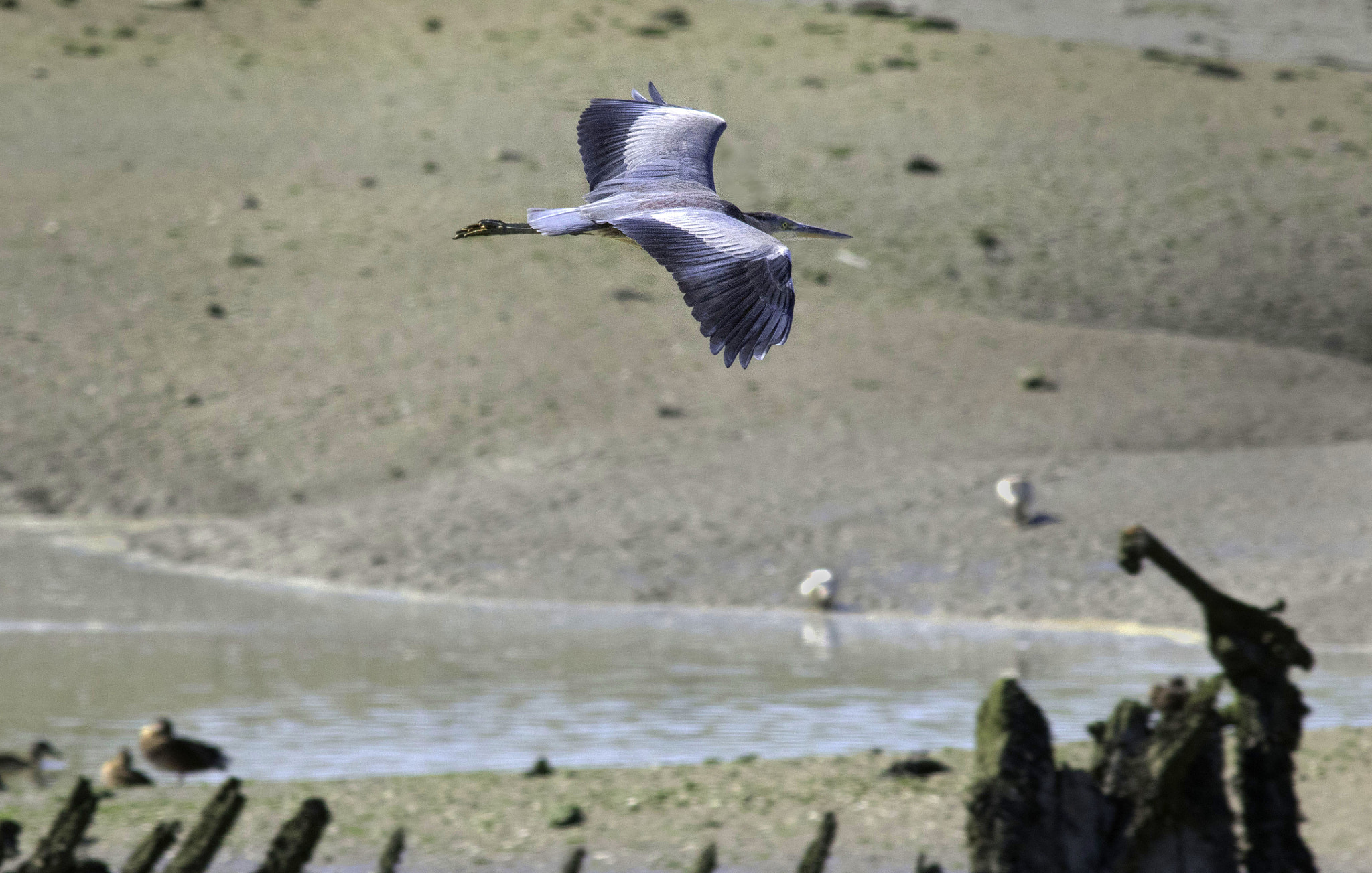 Canon EF 400mm F5.6L USM sample photo. Blue heron overflying dunes and wreckage photography