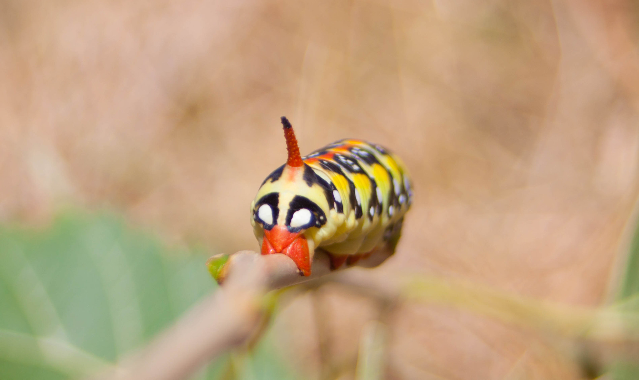 Canon EF 28-80mm f/3.5-5.6 sample photo. Img photography