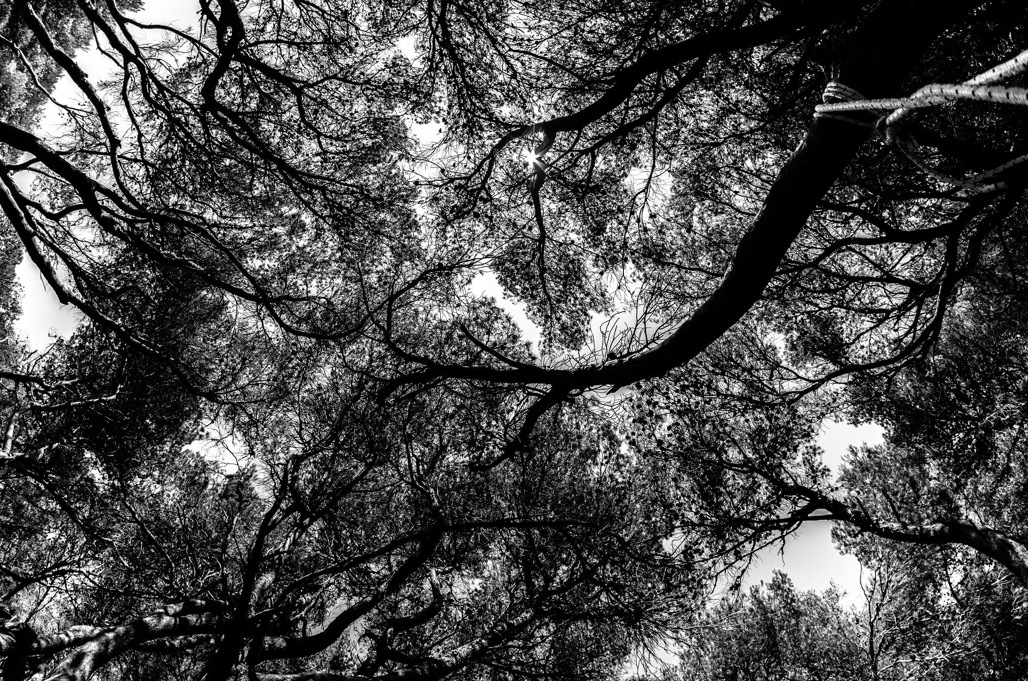 Pentax K-5 IIs + A Series Lens sample photo. Hug photography