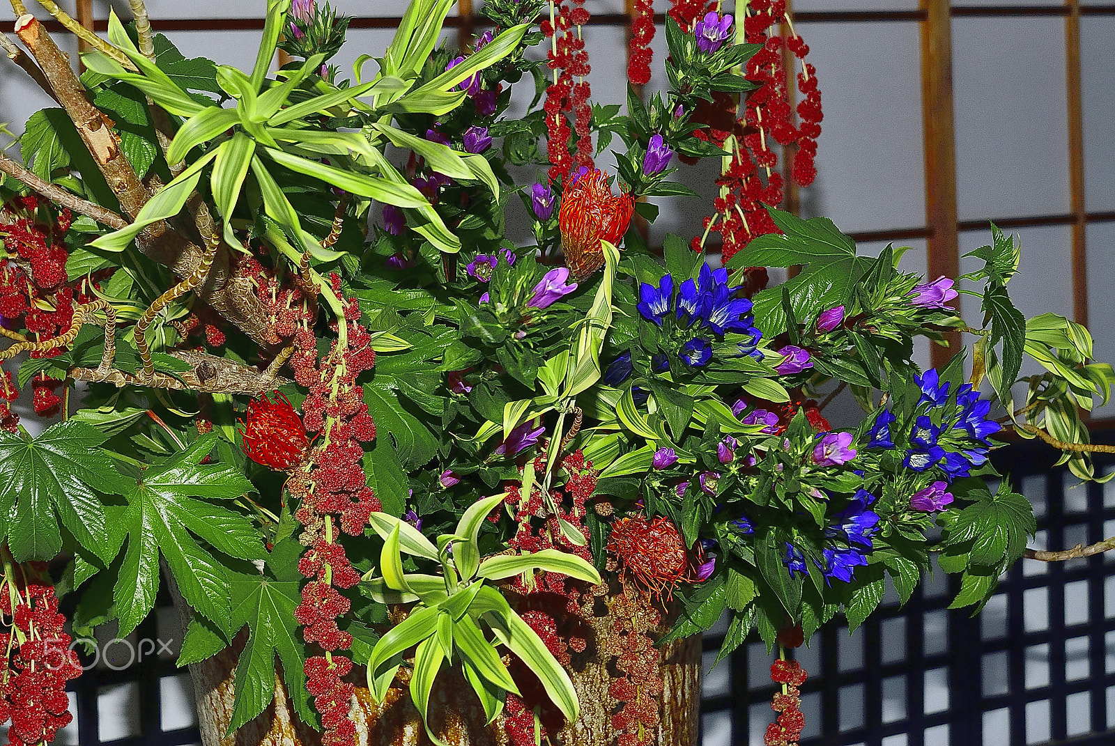 Nikon D200 sample photo. 生け花　flower arrangement　京都嵯峨流2 photography