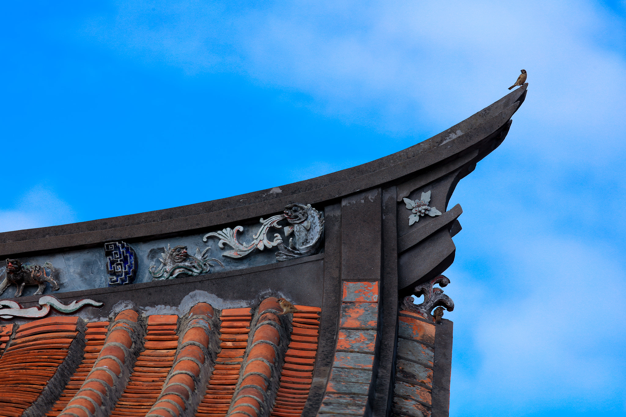 Canon EOS 5DS sample photo. A little bird photography