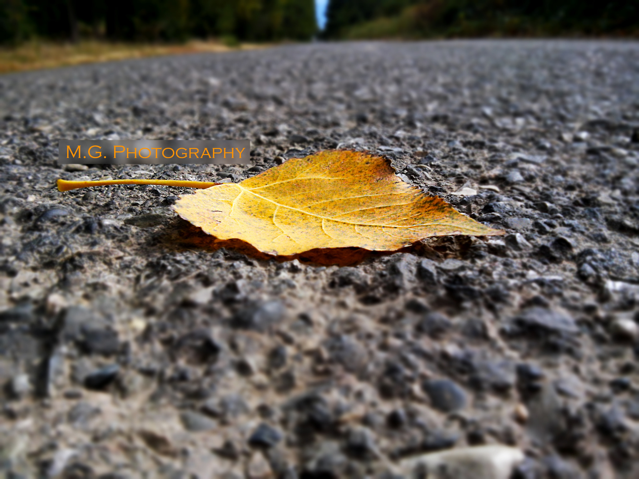 LG G Pro Lite sample photo. First day of autumn photography