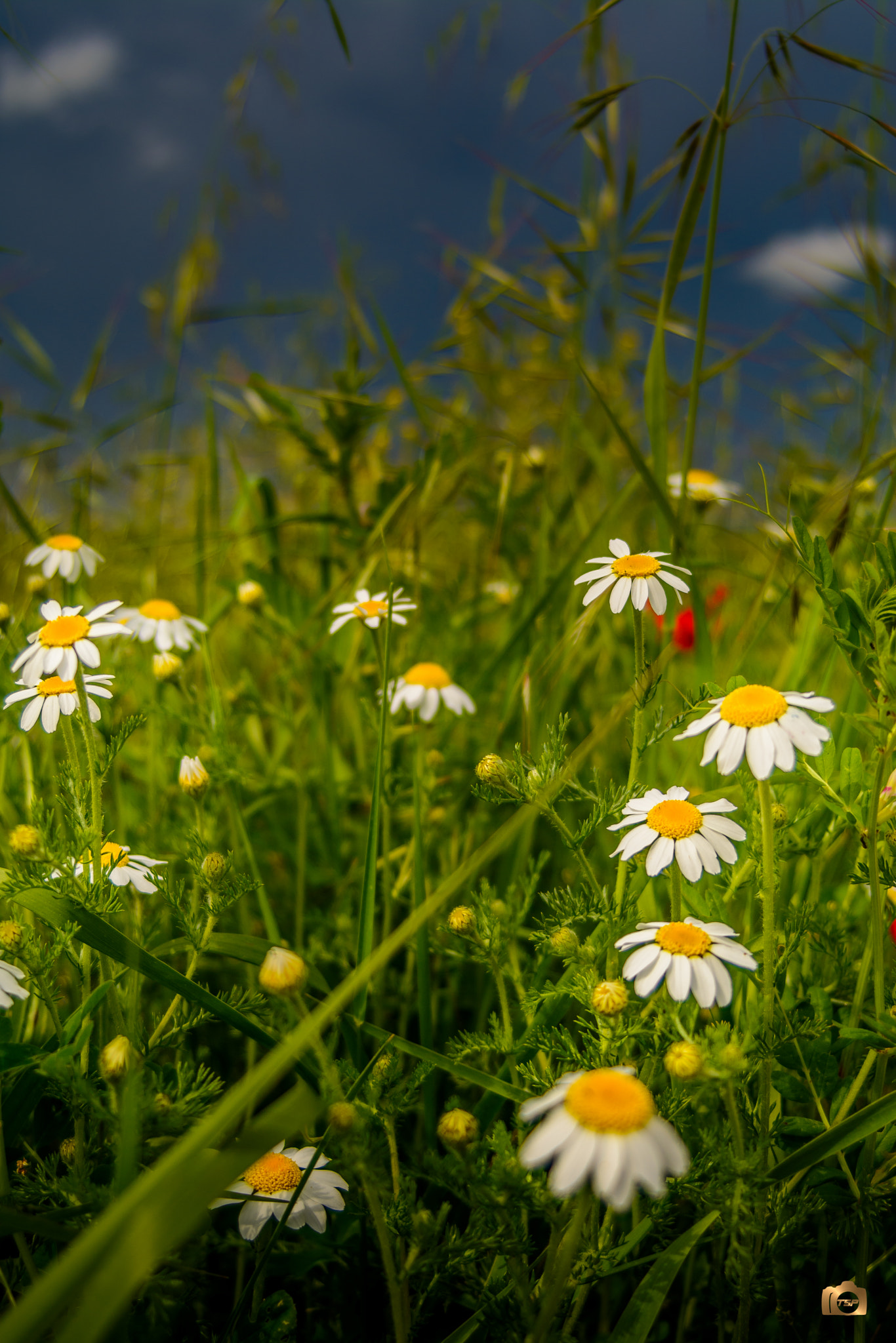 Nikon D7100 + AF Zoom-Nikkor 28-70mm f/3.5-4.5 sample photo. Flower-power series photography