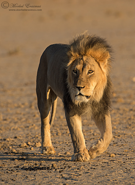 Nikon AF-S Nikkor 400mm F2.8G ED VR II sample photo. Royal gaze photography