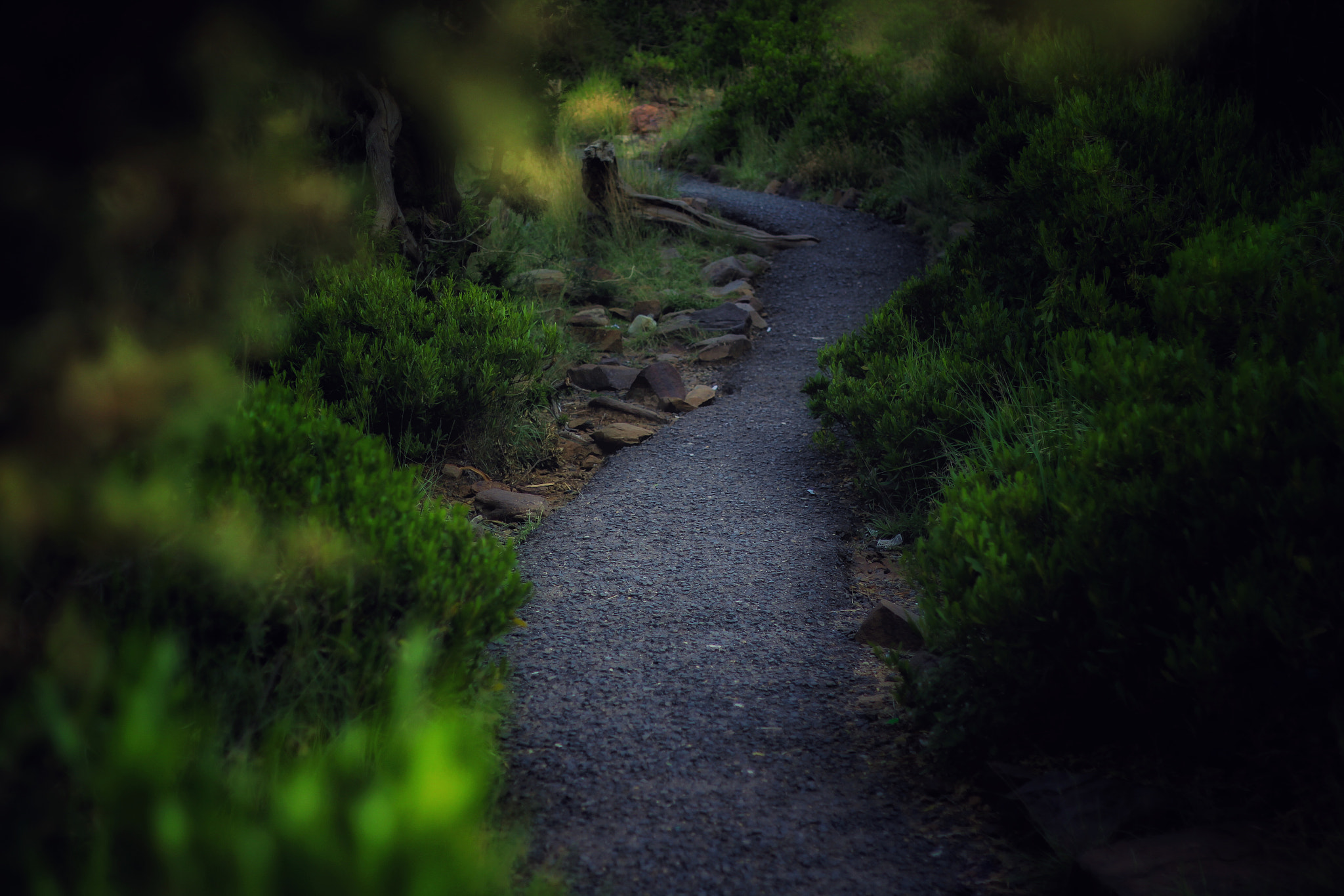 Canon EOS 700D (EOS Rebel T5i / EOS Kiss X7i) + Canon EF 50mm F1.8 II sample photo. Abha photography