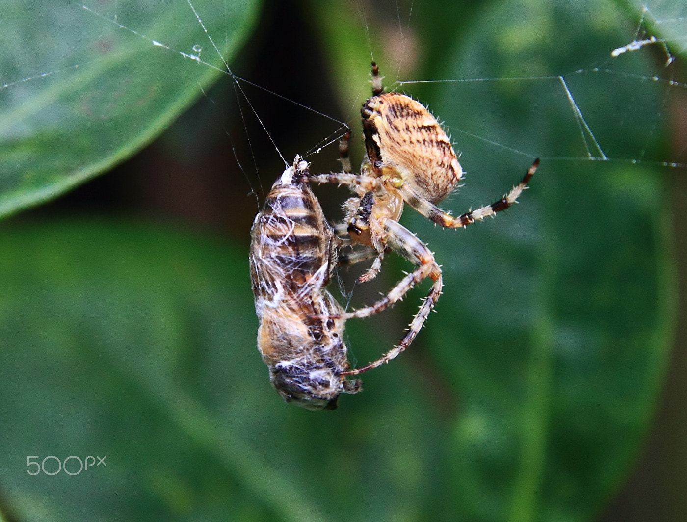 Canon EF-S 17-85mm F4-5.6 IS USM sample photo. Fight to the death photography