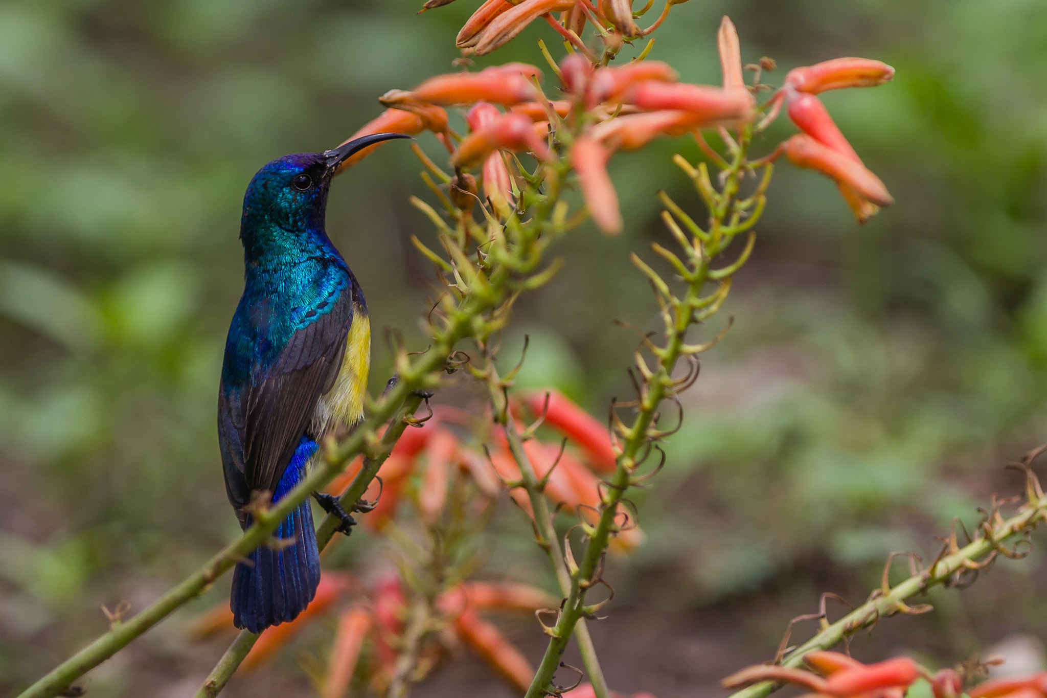 Canon EOS 7D sample photo. Variable sunbird, ndutu, serengeti, tanzania photography