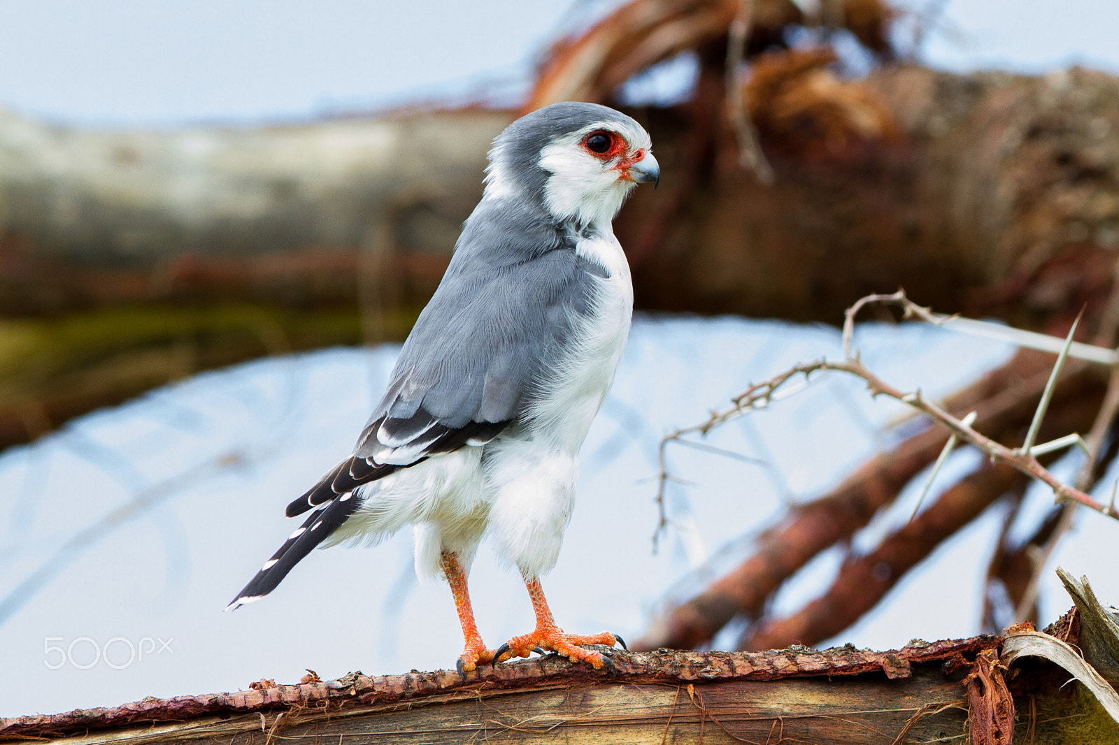 Canon EOS 7D + Canon EF 300mm F2.8L IS USM sample photo. Pygmy falcon, tanzania photography