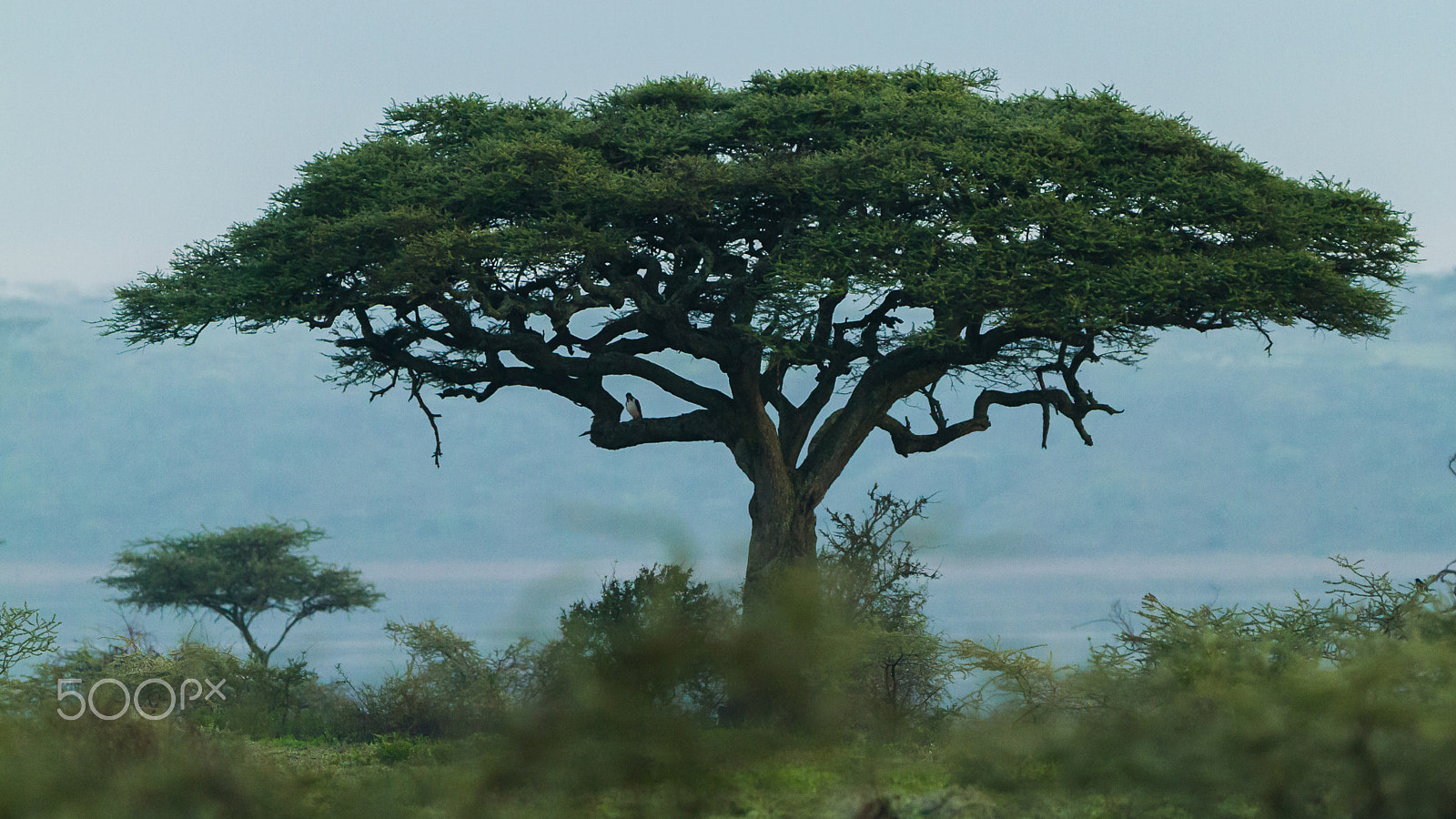 Canon EOS 7D + Canon EF 300mm F2.8L IS USM sample photo. Ndutu, serengeti, tanzania photography