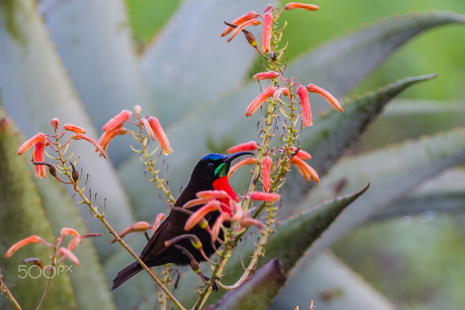 Canon EOS 7D + Canon EF 300mm F2.8L IS USM sample photo. Scarlet-chested sunbird, ndutu, serengeti, tanzania photography