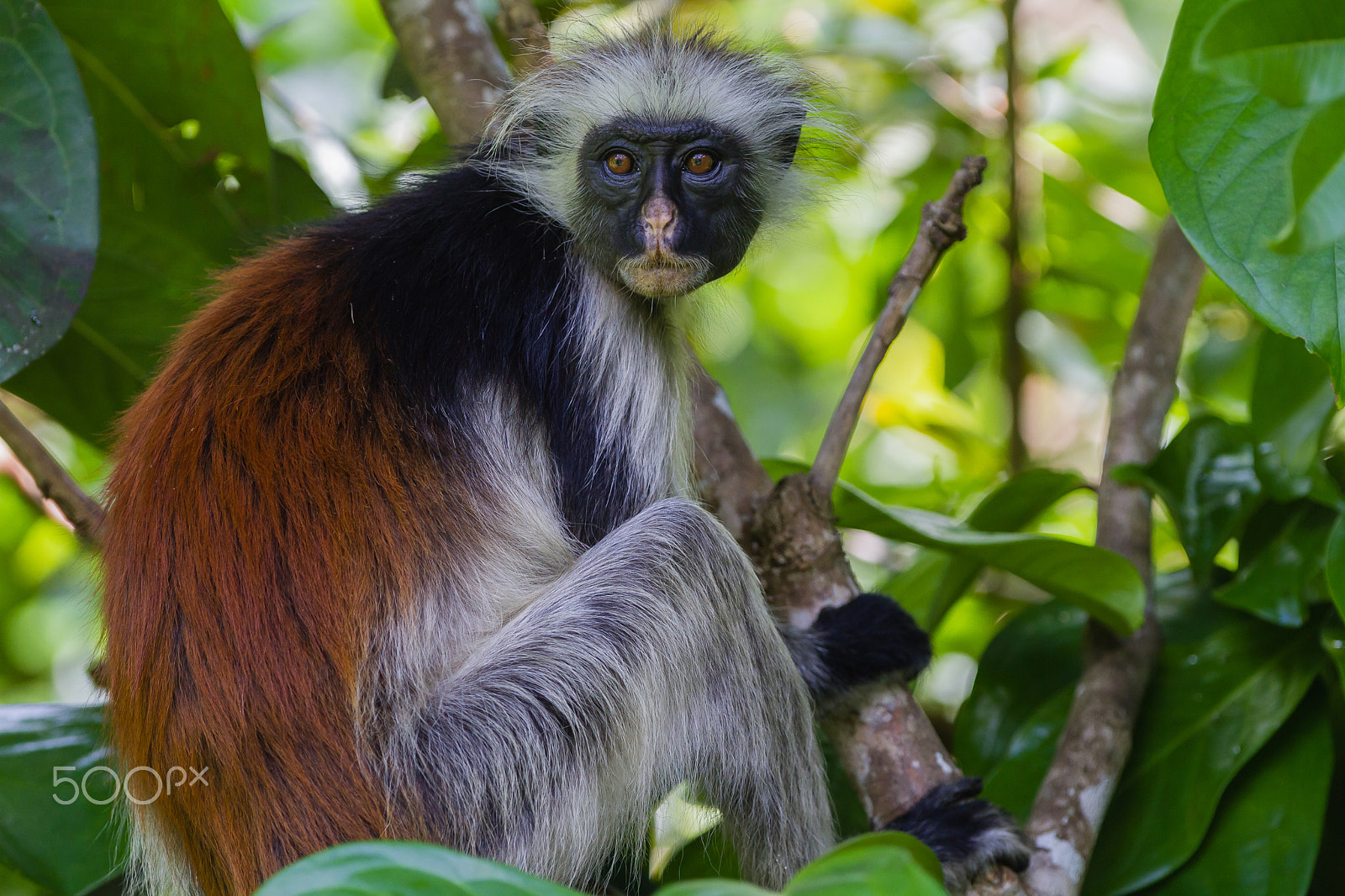 Canon EOS 7D + Canon EF 300mm F2.8L IS USM sample photo. Zanzibar red colobus, tanzania photography