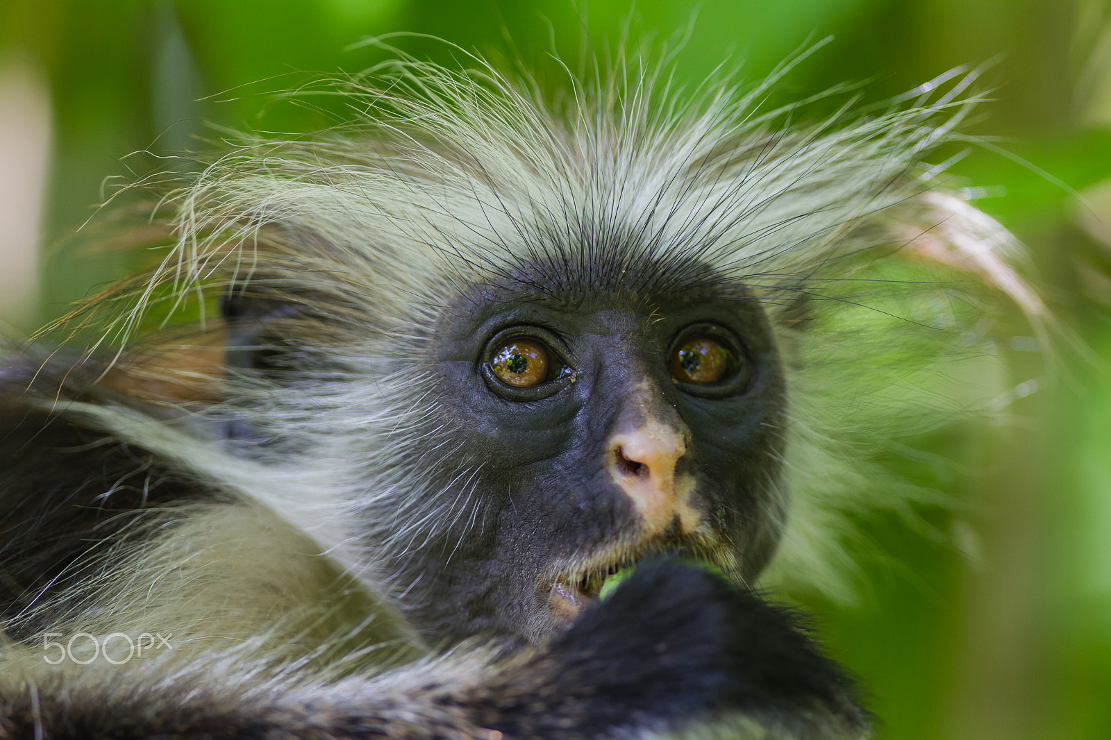 Canon EOS 7D + Canon EF 300mm F2.8L IS USM sample photo. Zanzibar red colobus, tanzania photography