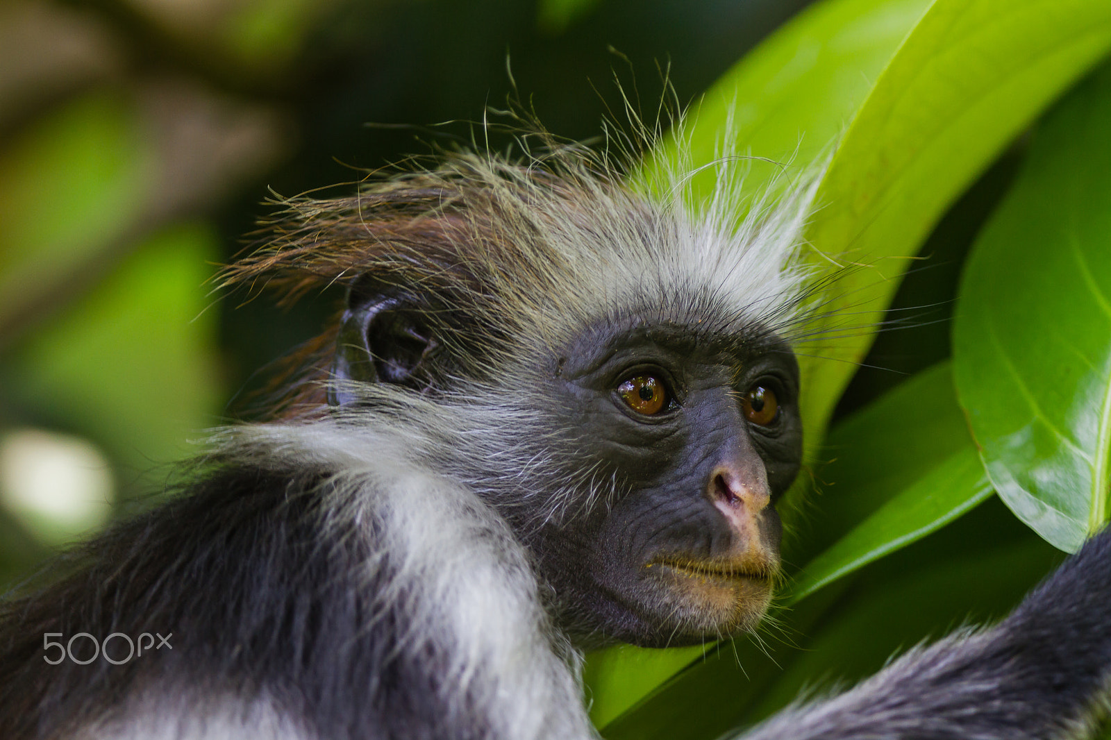 Canon EOS 7D + Canon EF 300mm F2.8L IS USM sample photo. Zanzibar red colobus, tanzania photography