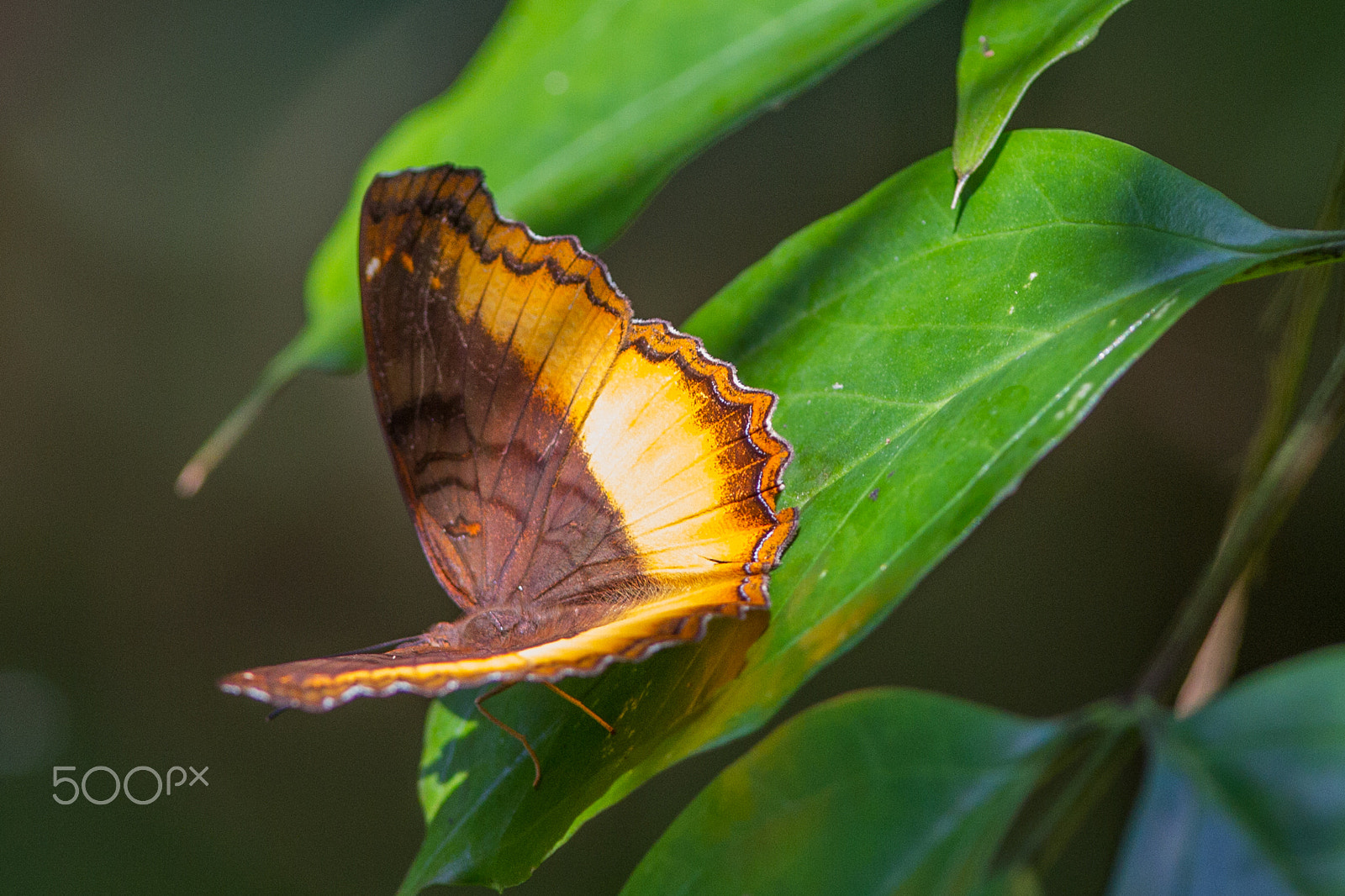 Canon EOS 7D + Canon EF 300mm F2.8L IS USM sample photo. Butterfly, zanzibar, tanzania photography