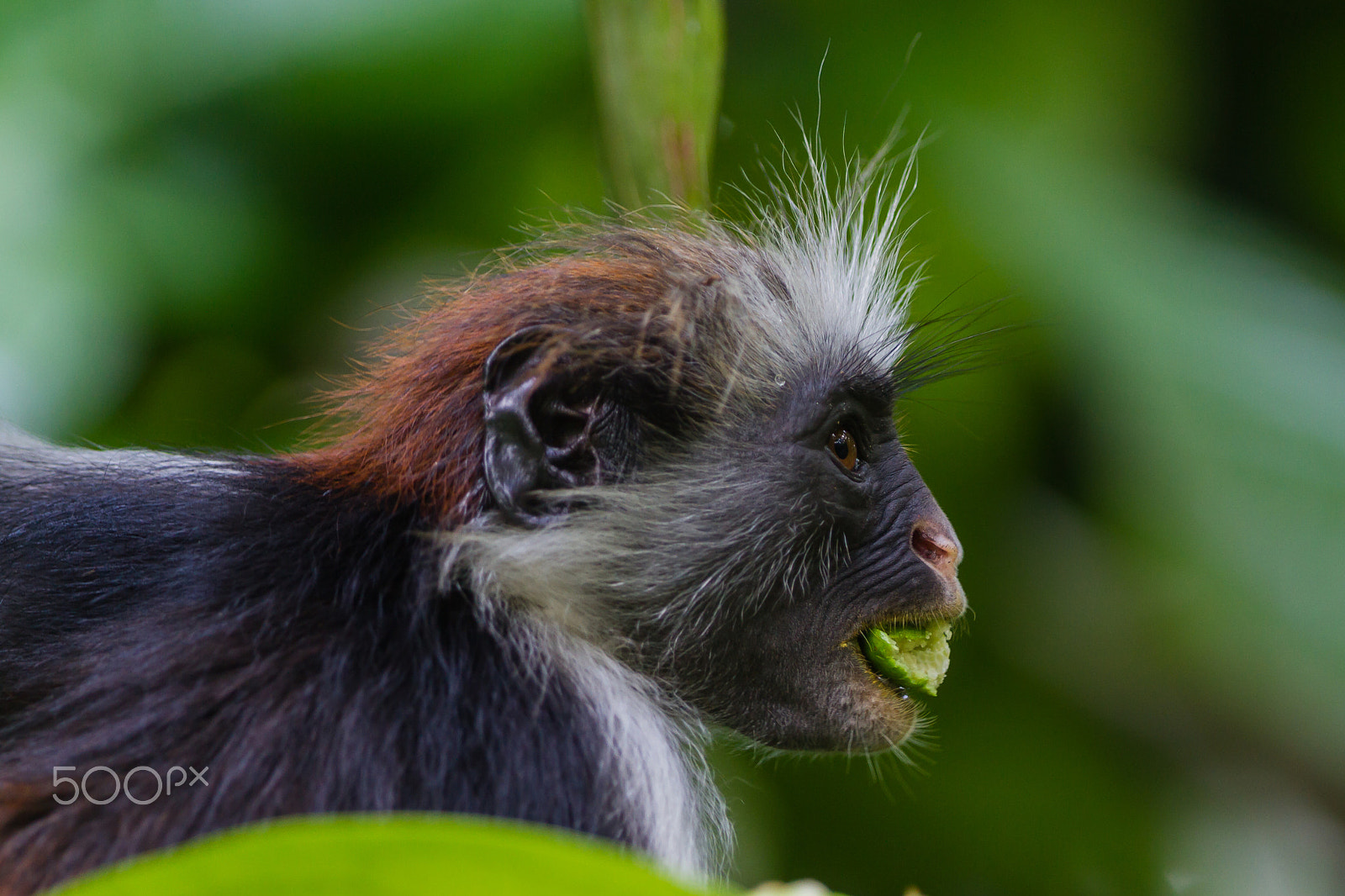 Canon EOS 7D + Canon EF 300mm F2.8L IS USM sample photo. Zanzibar red colobus, tanzania photography