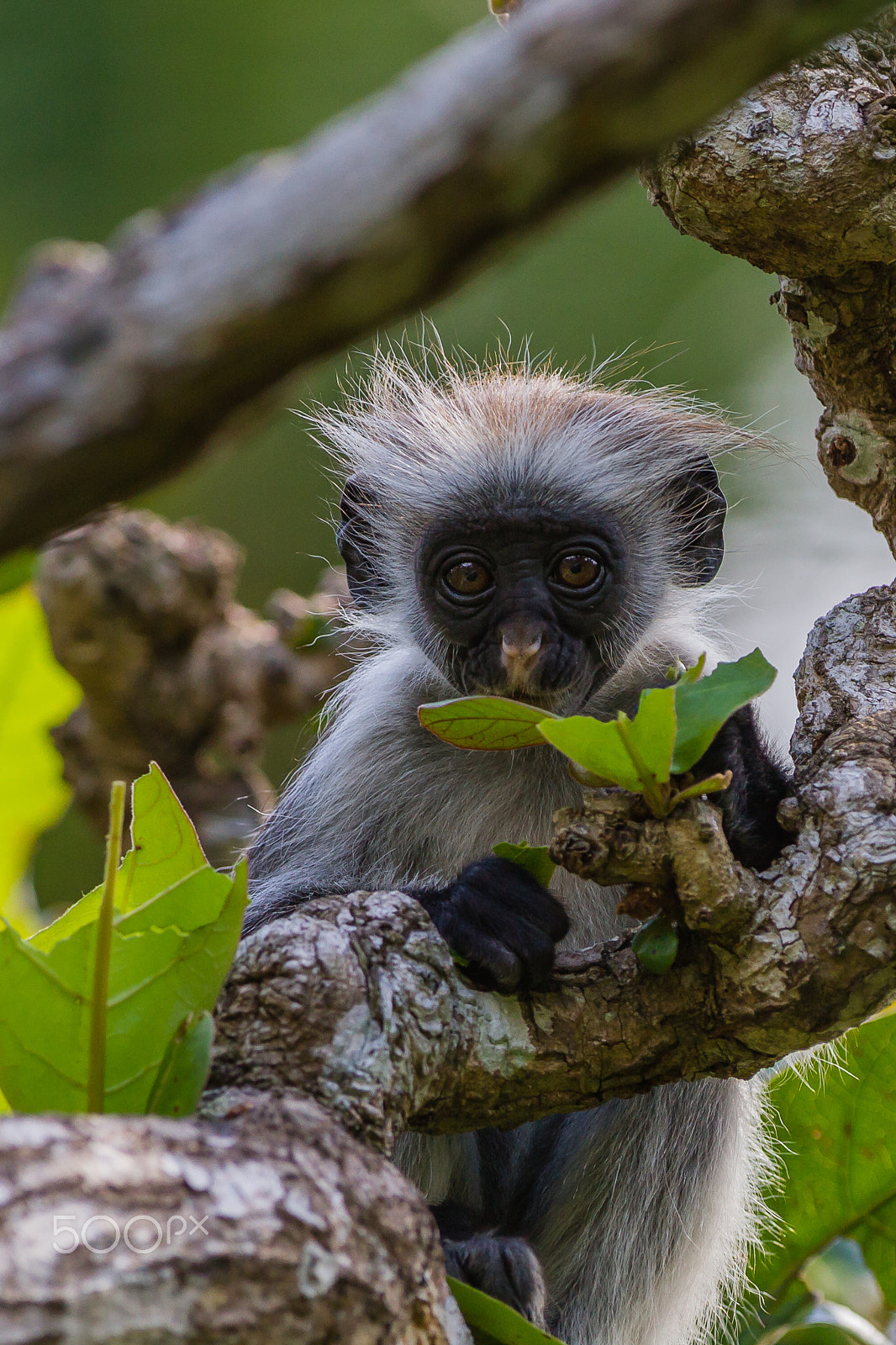 Canon EOS 7D + Canon EF 300mm F2.8L IS USM sample photo. Zanzibar red colobus, tanzania photography