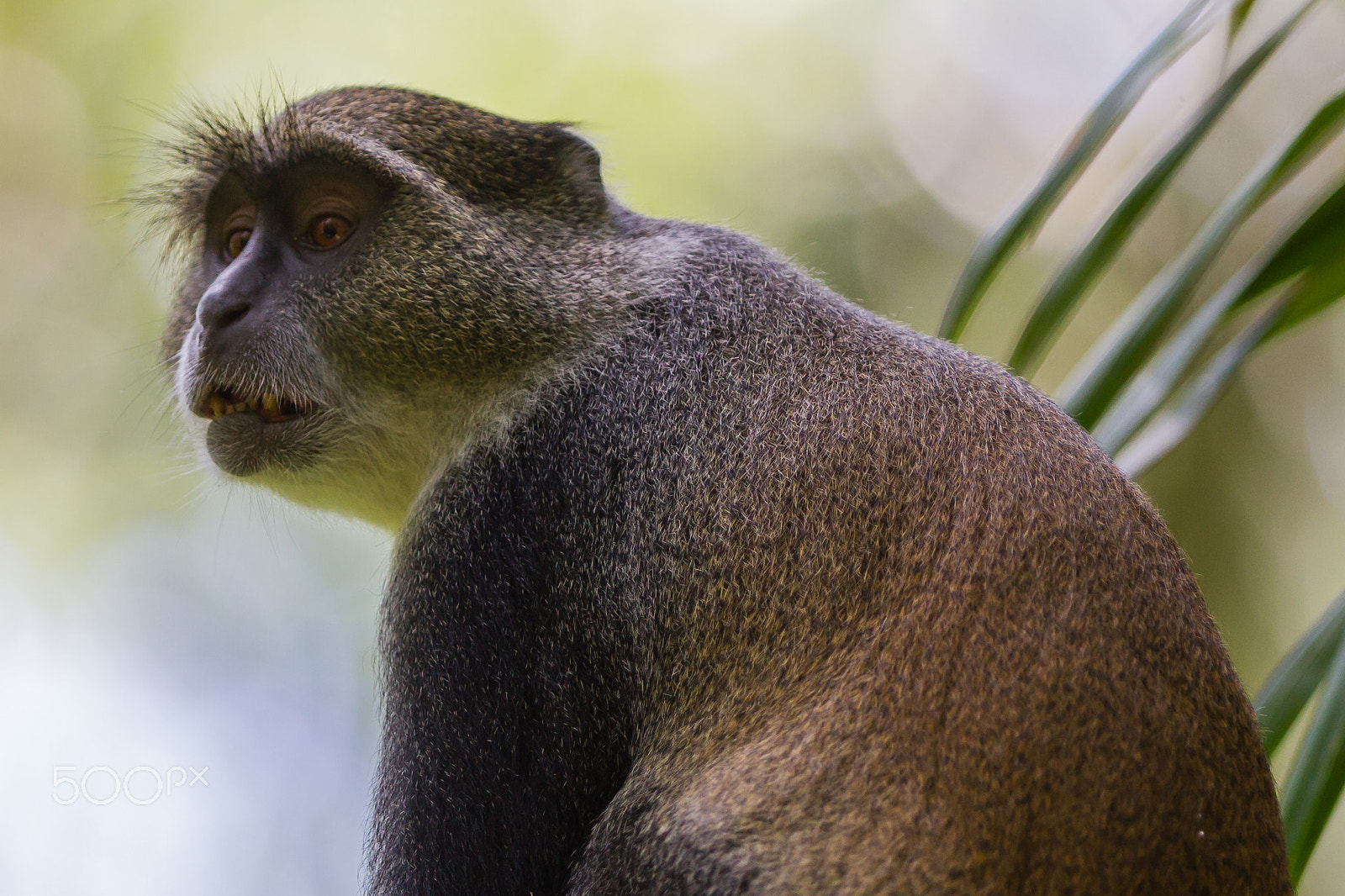 Canon EOS 7D + Canon EF 300mm F2.8L IS USM sample photo. Blue monkey, zanzibar, tanzania photography