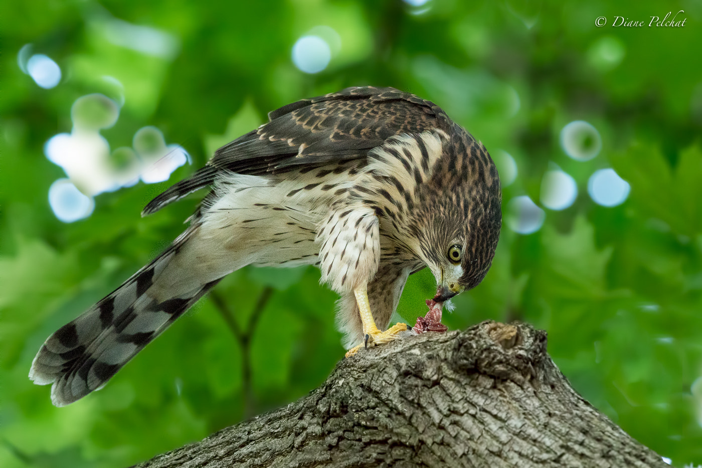 Canon EOS 7D Mark II + Canon EF 300mm F2.8L IS II USM sample photo. Lunch time for juvenile cooper's hawk photography