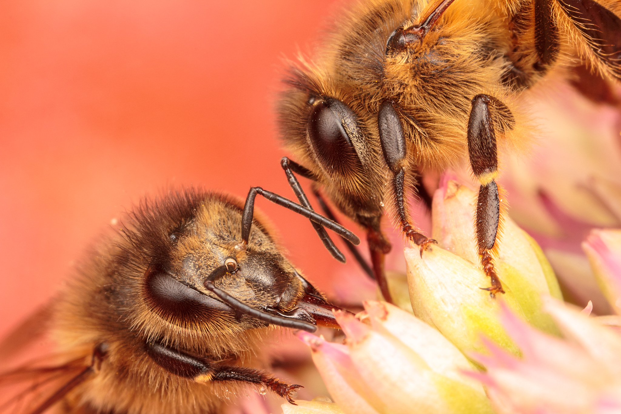 Canon MP-E 65mm F2.5 1-5x Macro Photo sample photo. Honey bees photography