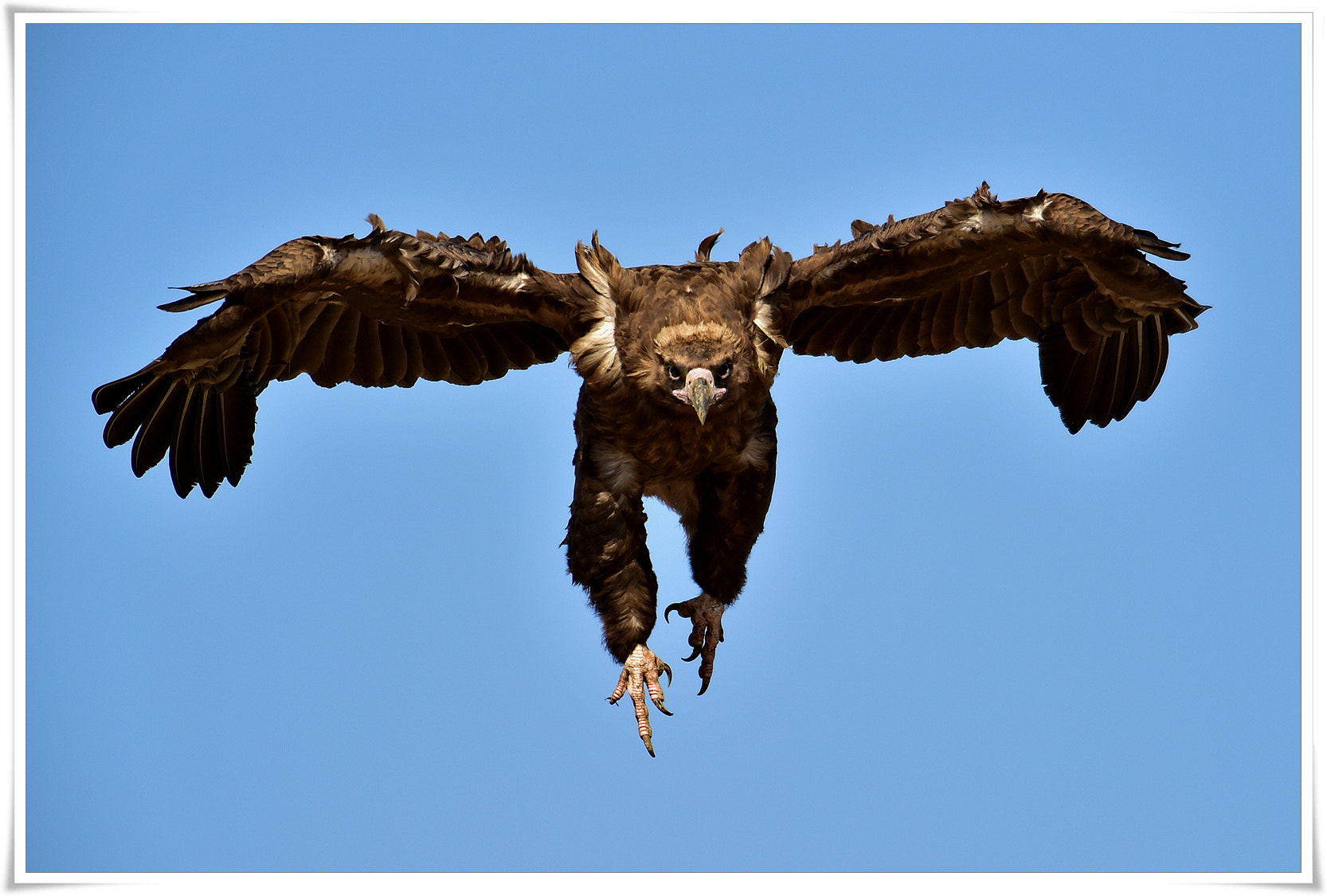 Nikon D4S sample photo. Eagle photography