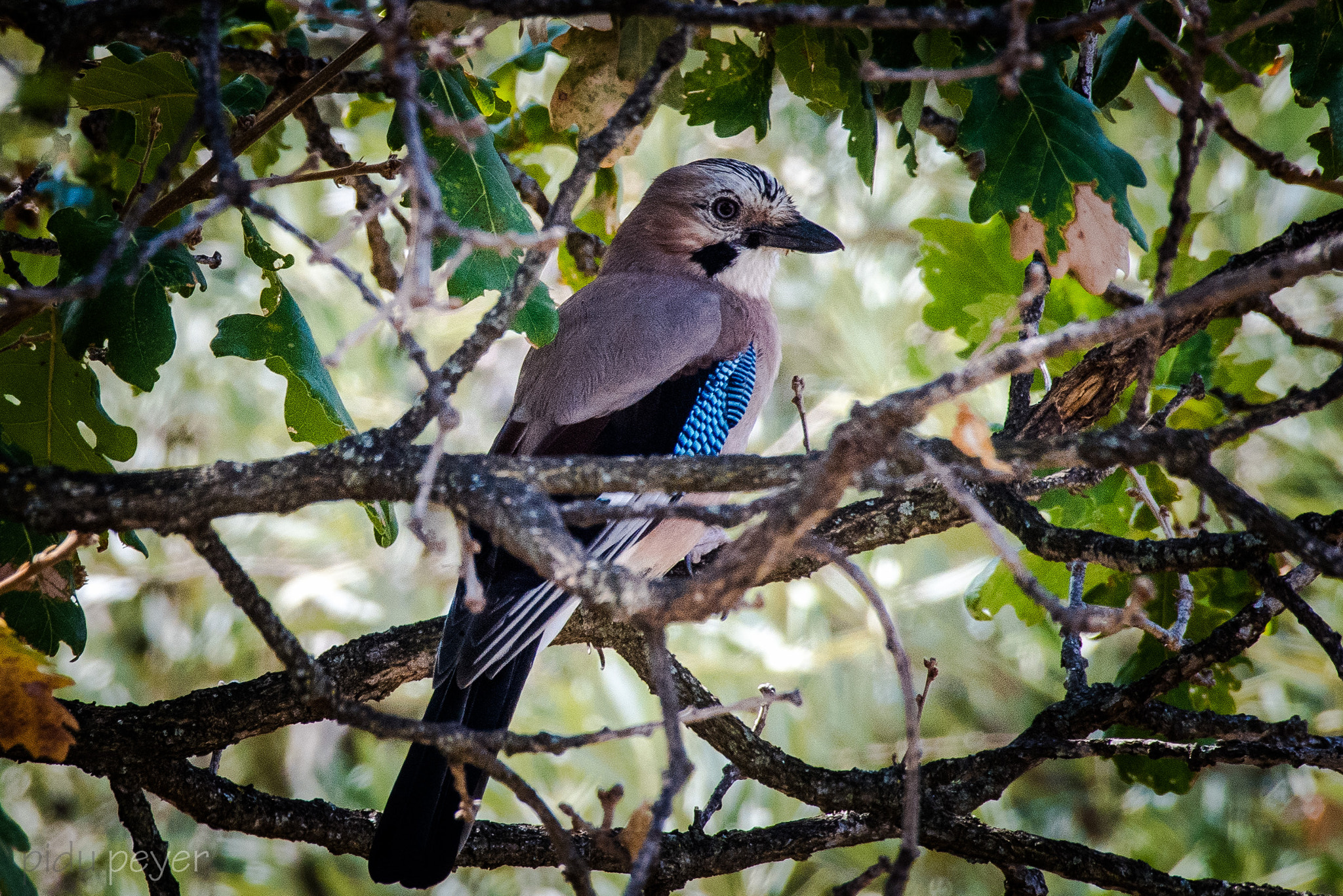 Nikon AF-S Nikkor 200-500mm F5.6E ED VR sample photo. Eurasian jay photography