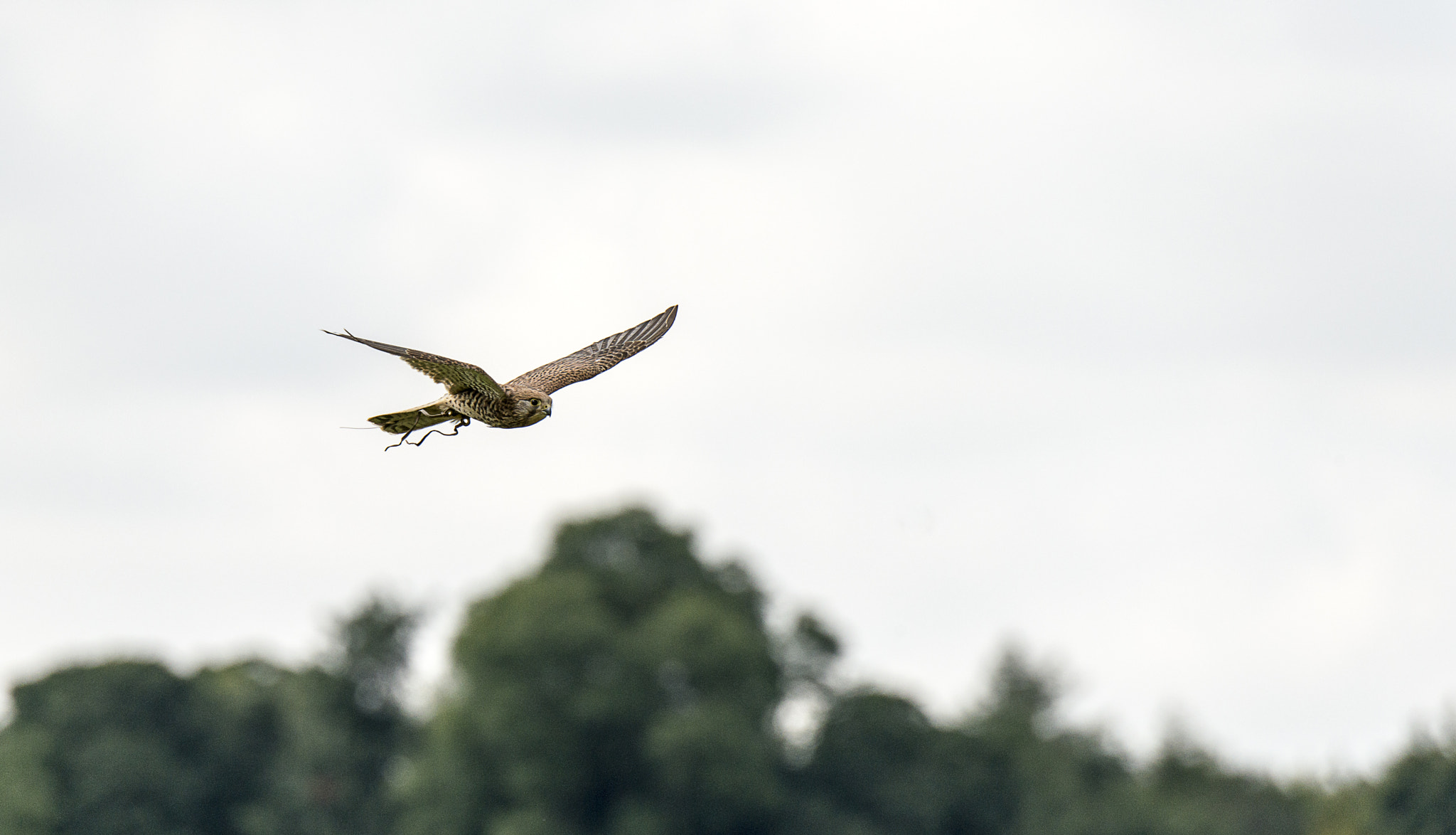 Nikon D800E sample photo. August fun photography