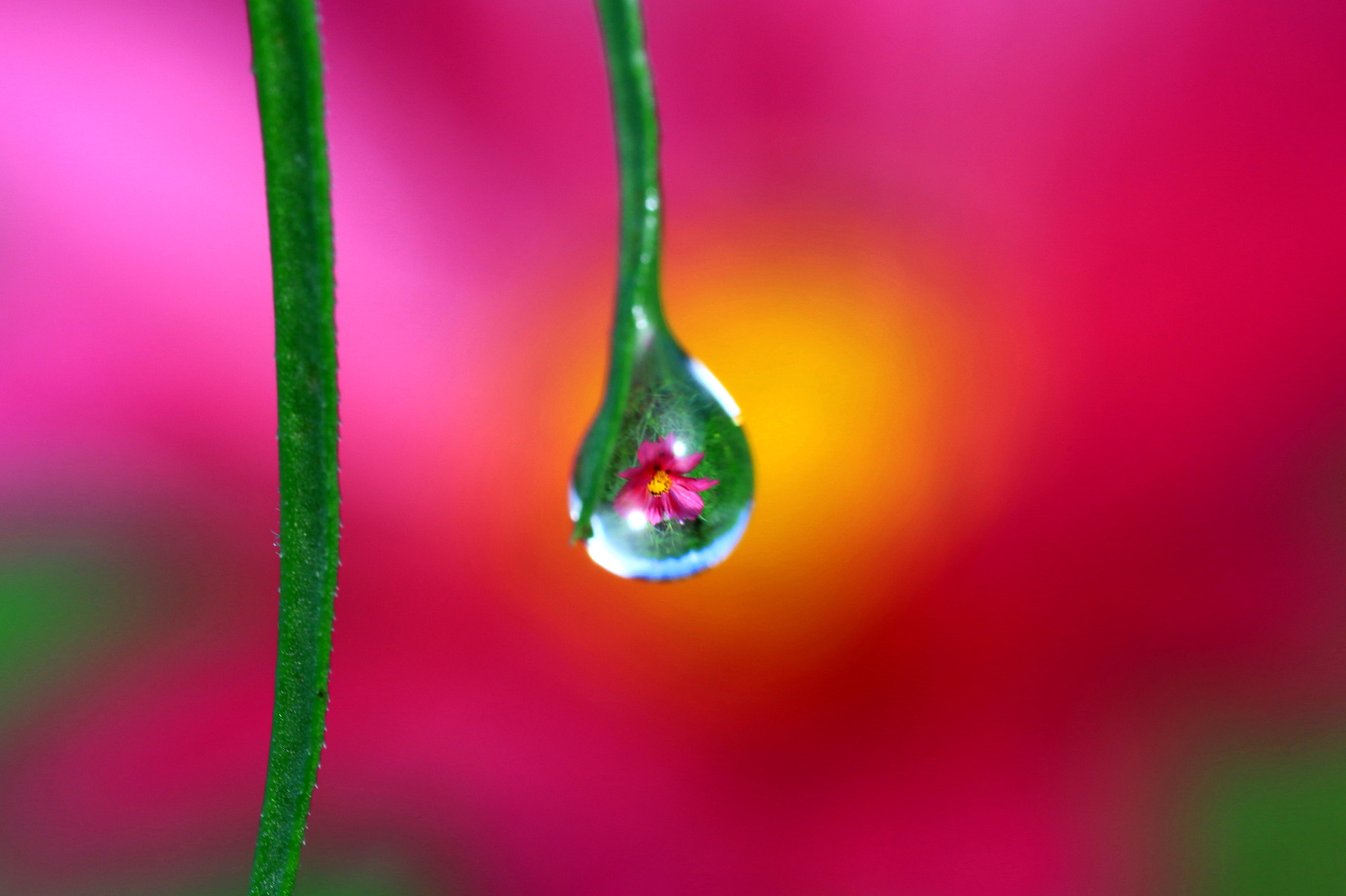Canon MP-E 65mm F2.5 1-5x Macro Photo sample photo. Cosmos drop photography