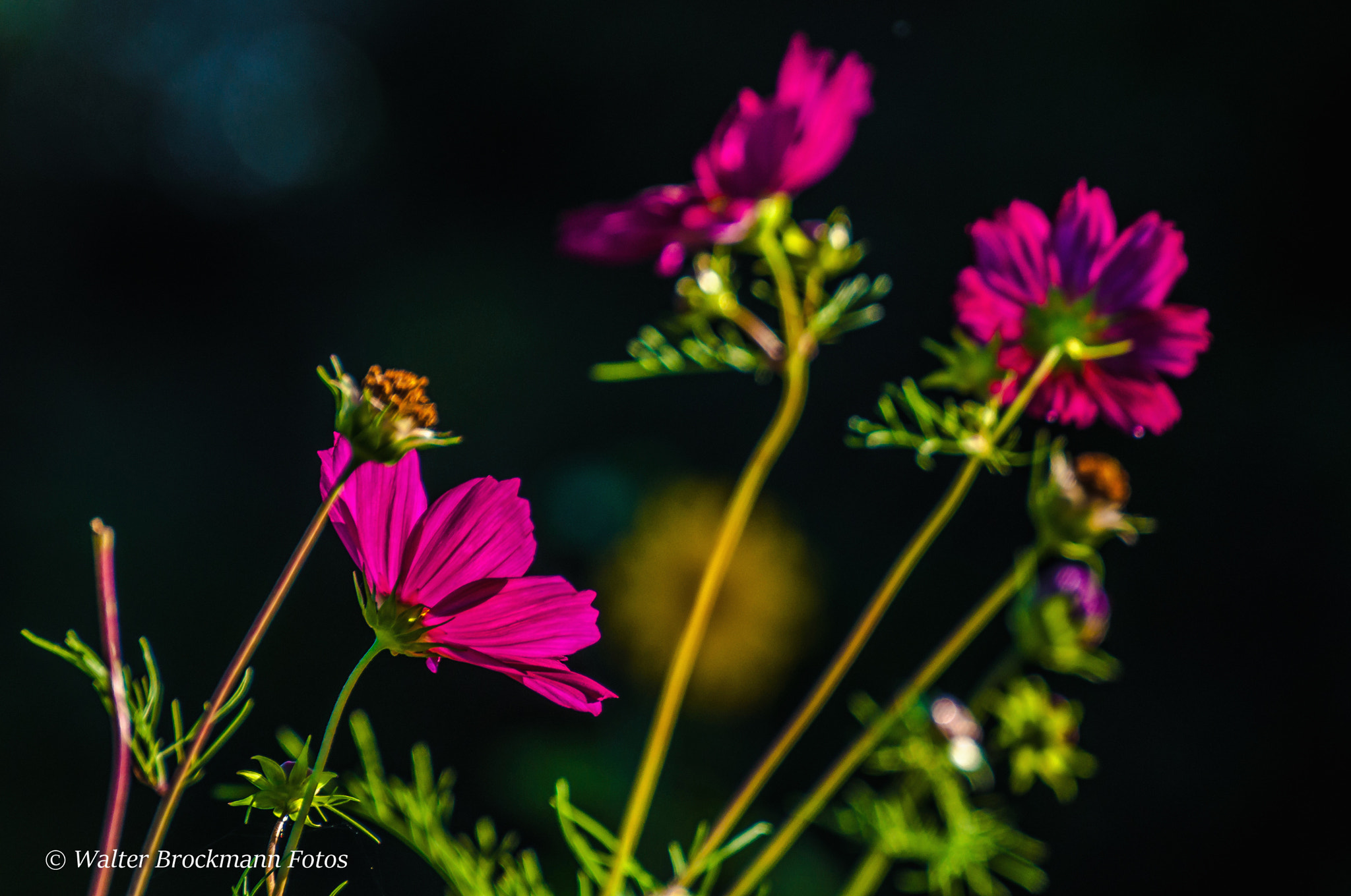 Nikon D5000 sample photo. Blumen/flower photography