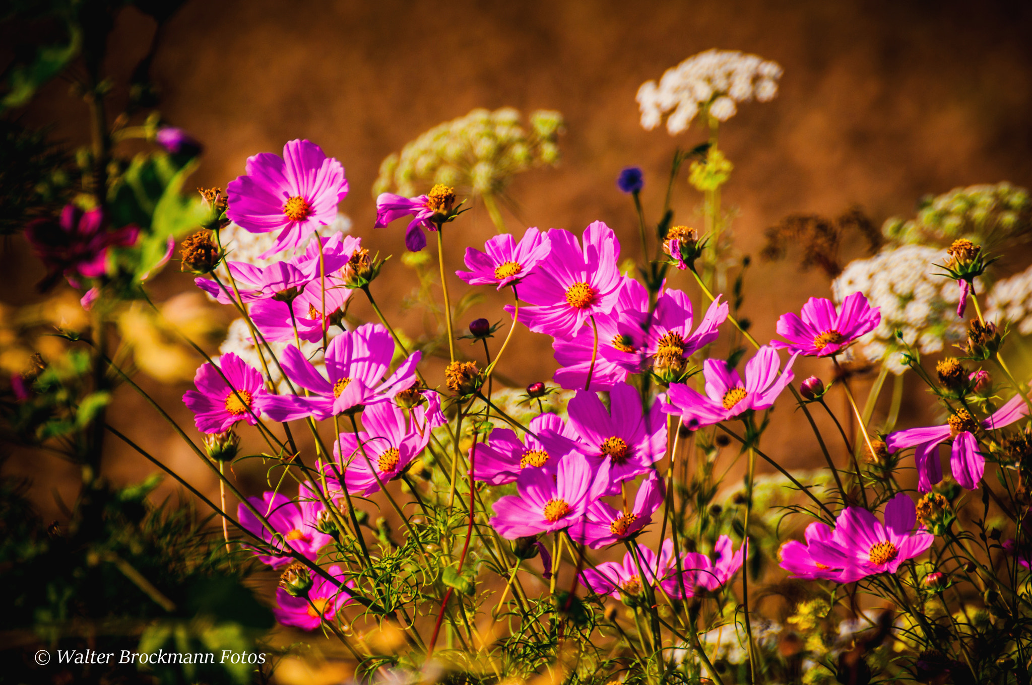 Nikon D5000 sample photo. Blumen/flower photography