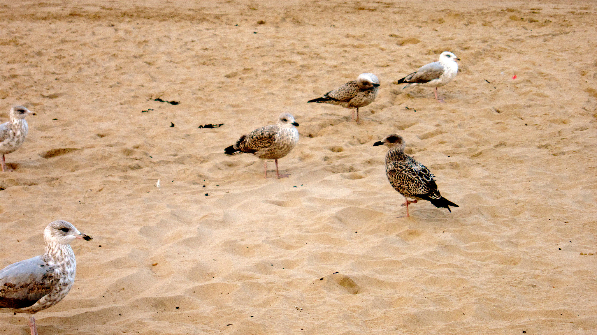 Canon PowerShot SD4000 IS (IXUS 300 HS / IXY 30S) sample photo. Down on the beach was lots of baby seagulls, the p ... photography
