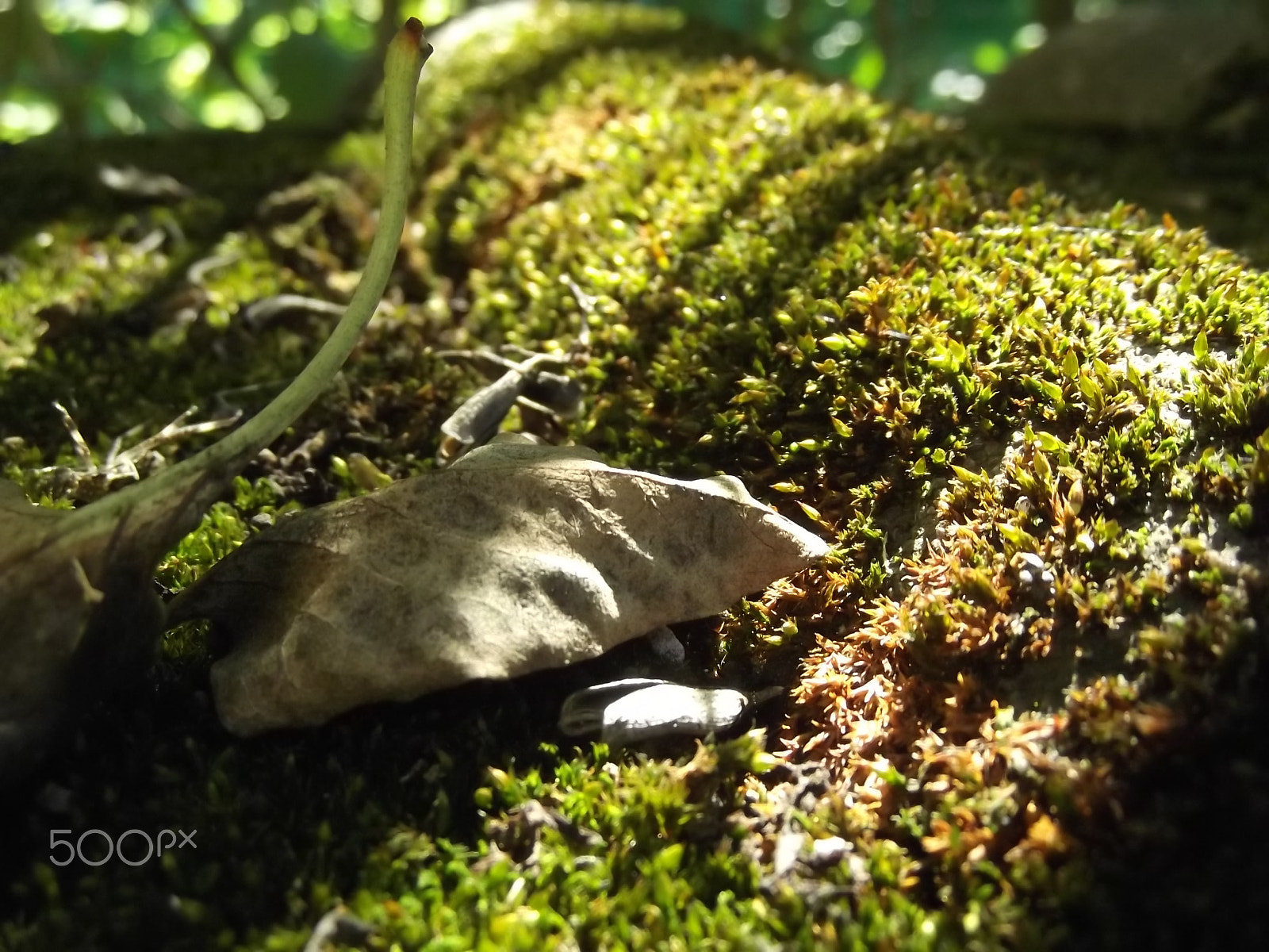 Fujifilm FinePix T310 sample photo. Dry leaves and moss photography