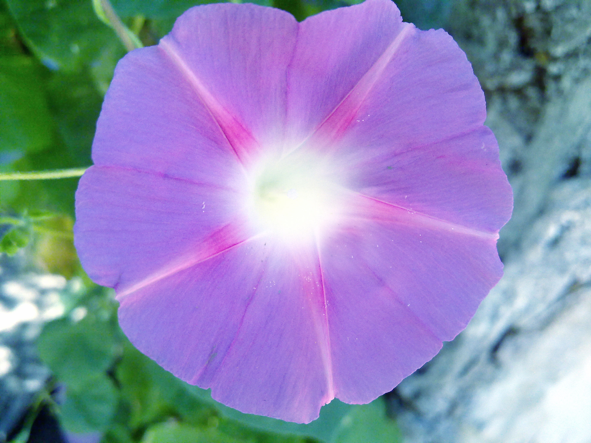 Nokia N97 sample photo. Violet star flower photography