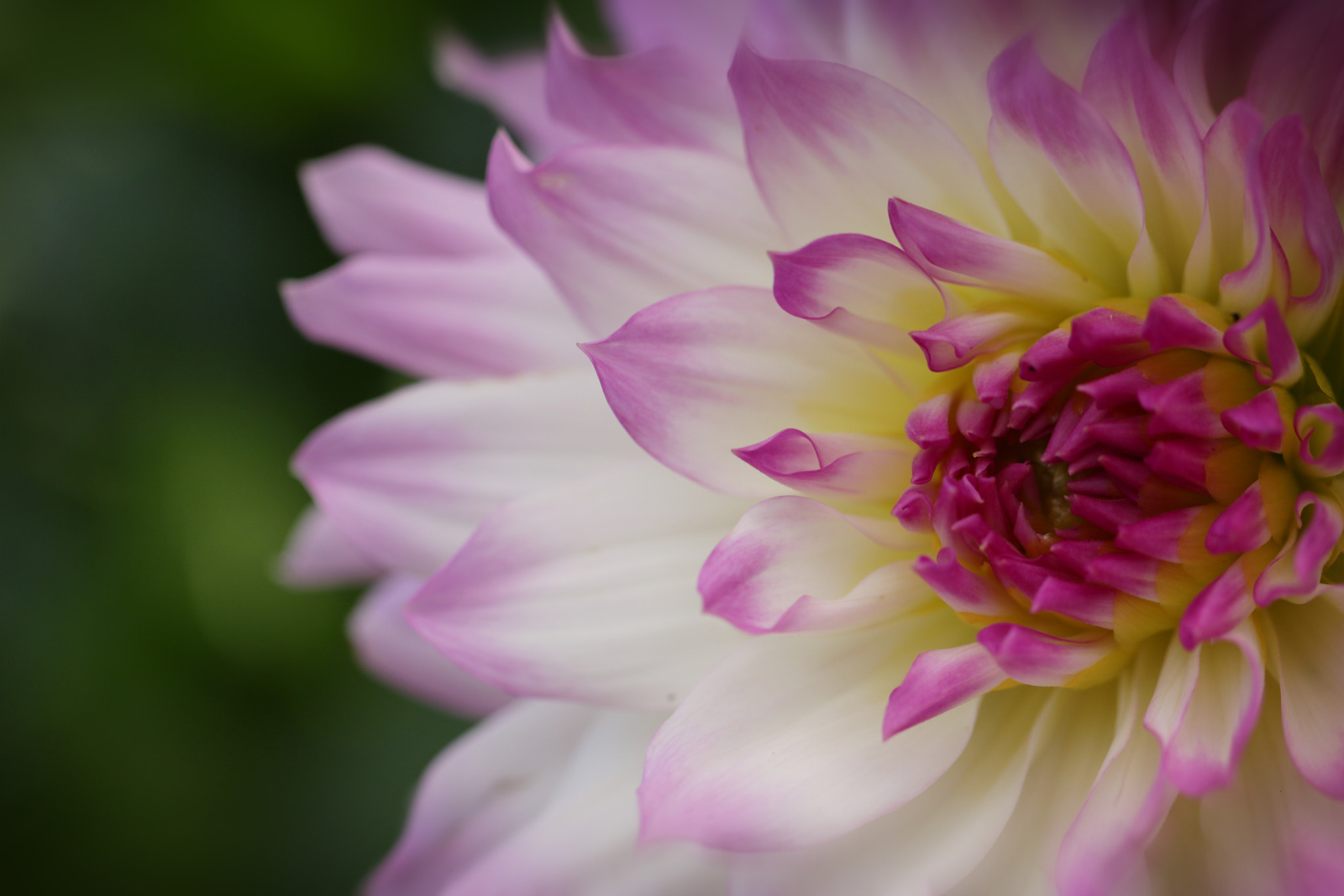 Canon EOS 760D (EOS Rebel T6s / EOS 8000D) sample photo. Dahlia photography