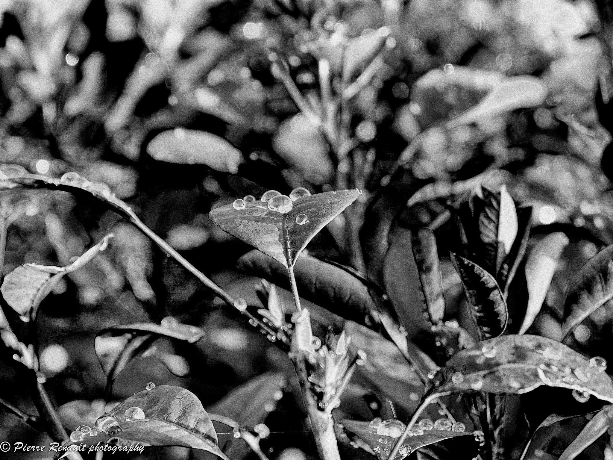 Panasonic Lumix DMC-GH1 sample photo. Morning collection photography
