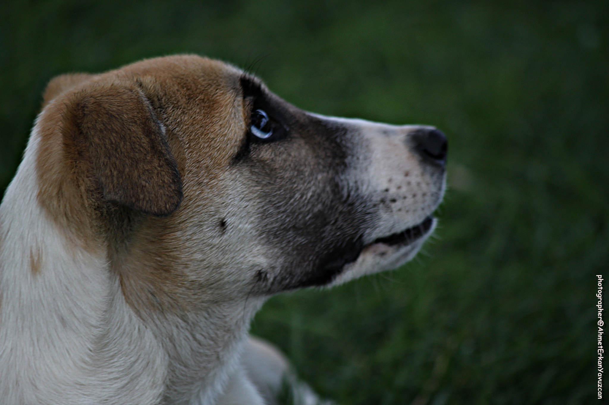 Canon EOS 500D (EOS Rebel T1i / EOS Kiss X3) sample photo. Anxious glance - endişeli bakış photography