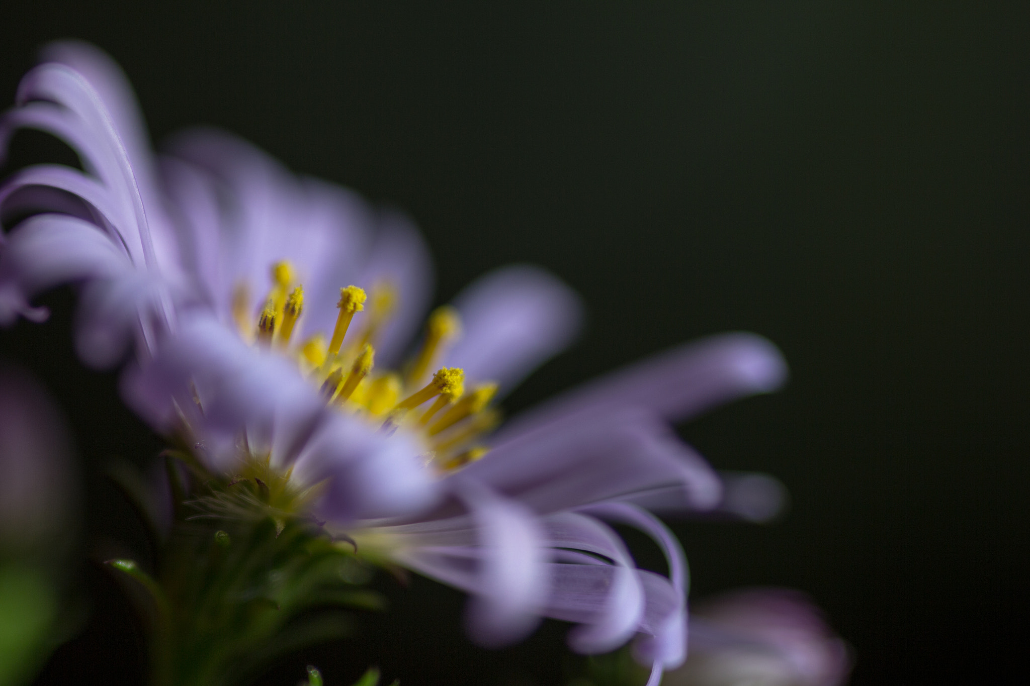 Sigma 105mm F2.8 EX DG Macro sample photo. Img photography