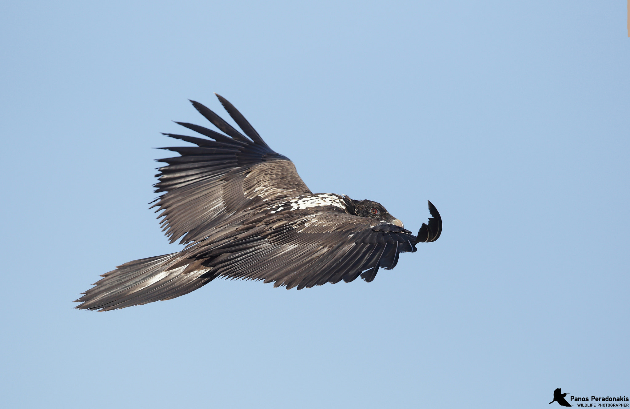 Canon EF 600mm F4L IS II USM sample photo. Gypaetus barbatus- Γυπαετός photography