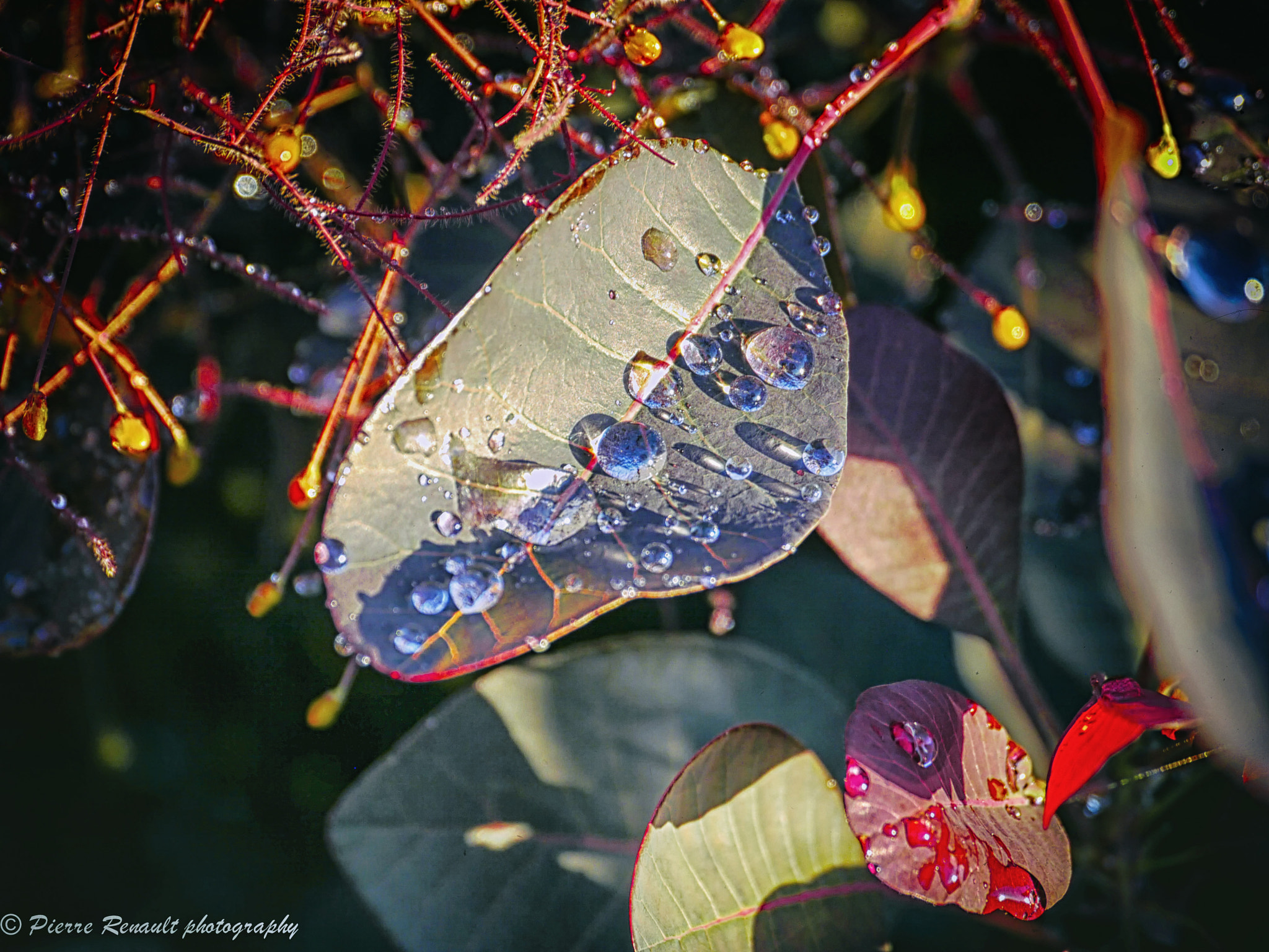 Panasonic Lumix DMC-GH1 sample photo. Morning dew photography